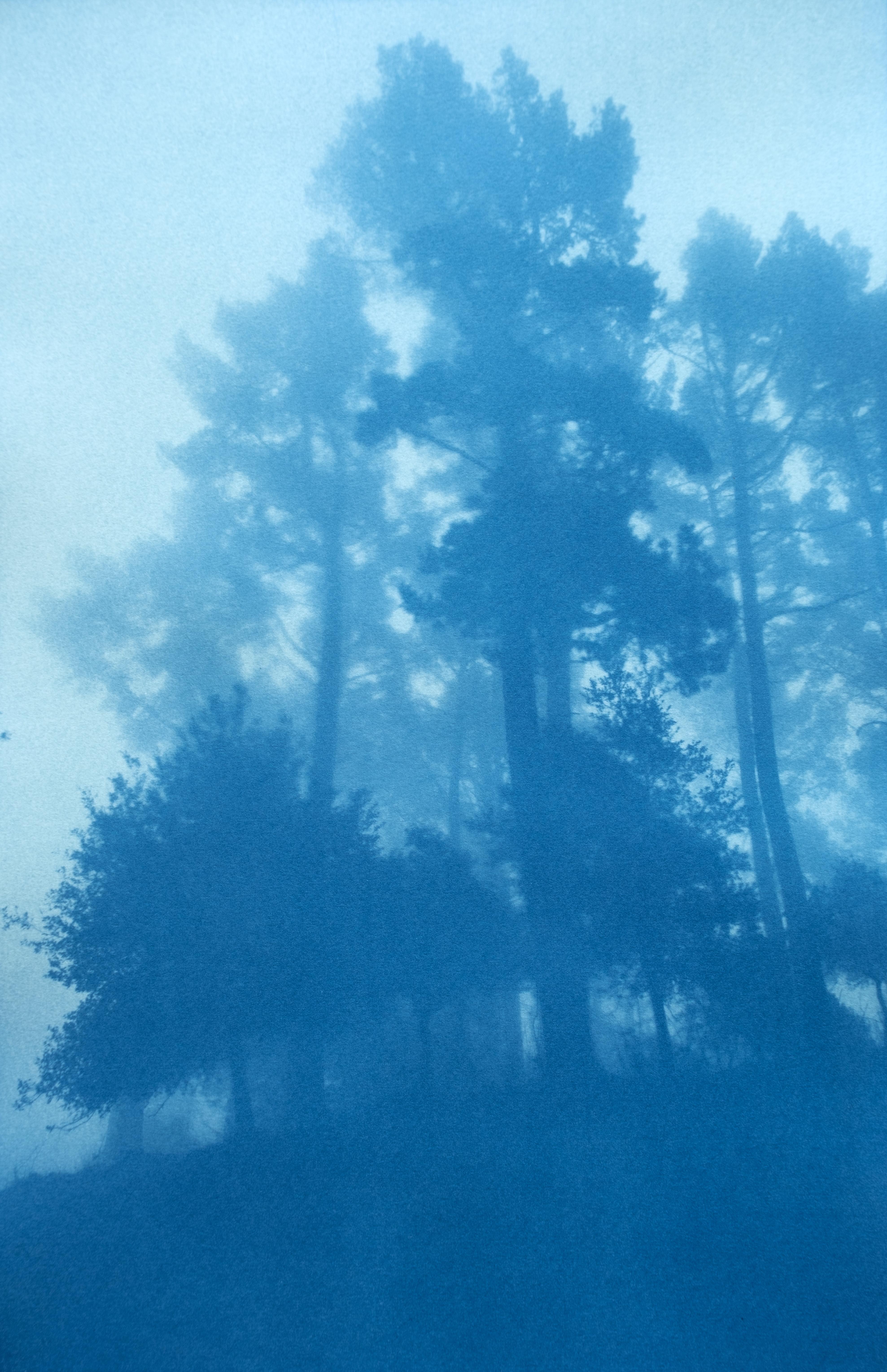 The Day Begins (35 x 23 in., Cyanotype, ed. 1 of 3), Contemporary Landscape