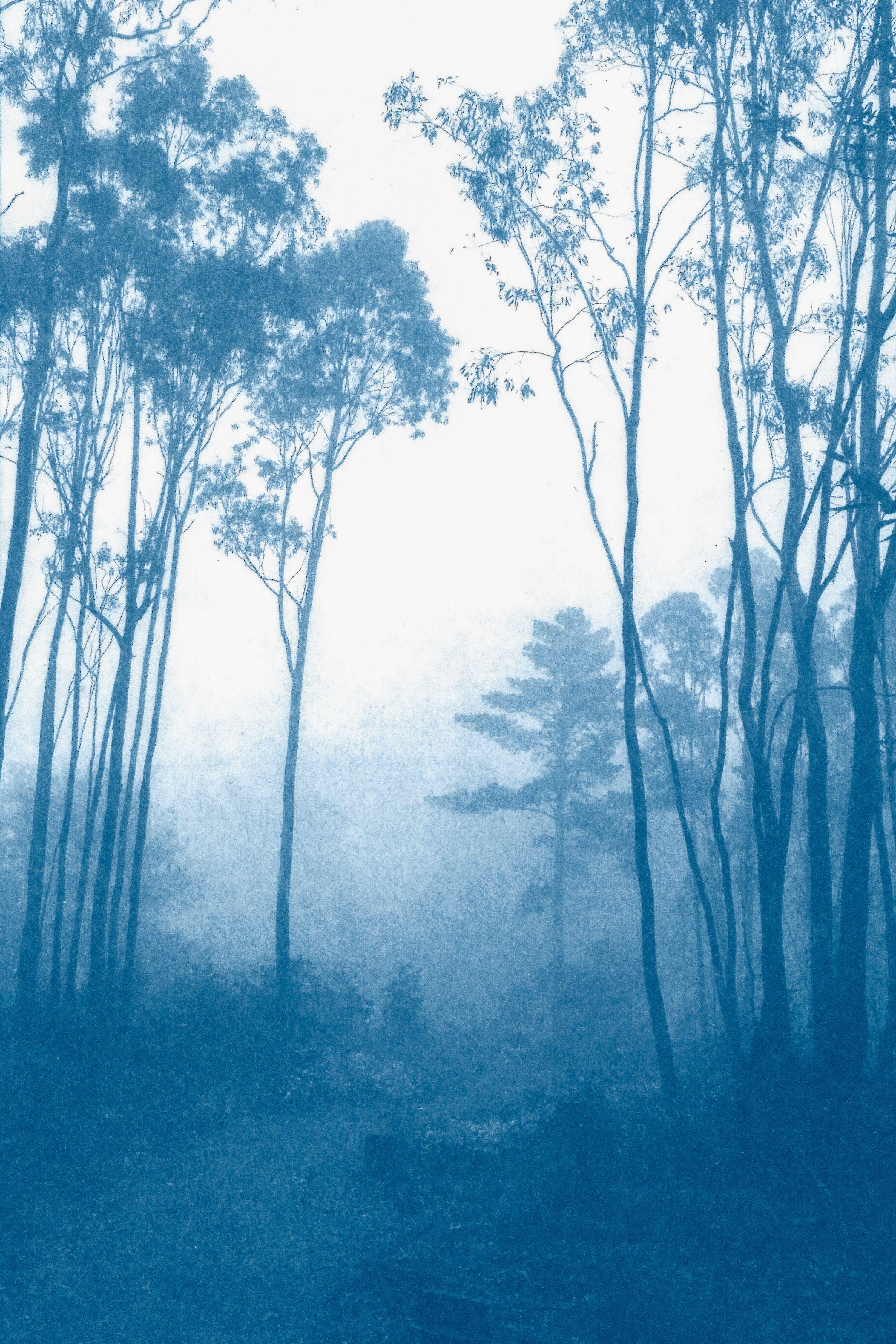 The Journey's End  (Framed hand-printed cyanotype: 24 x 36 inches)