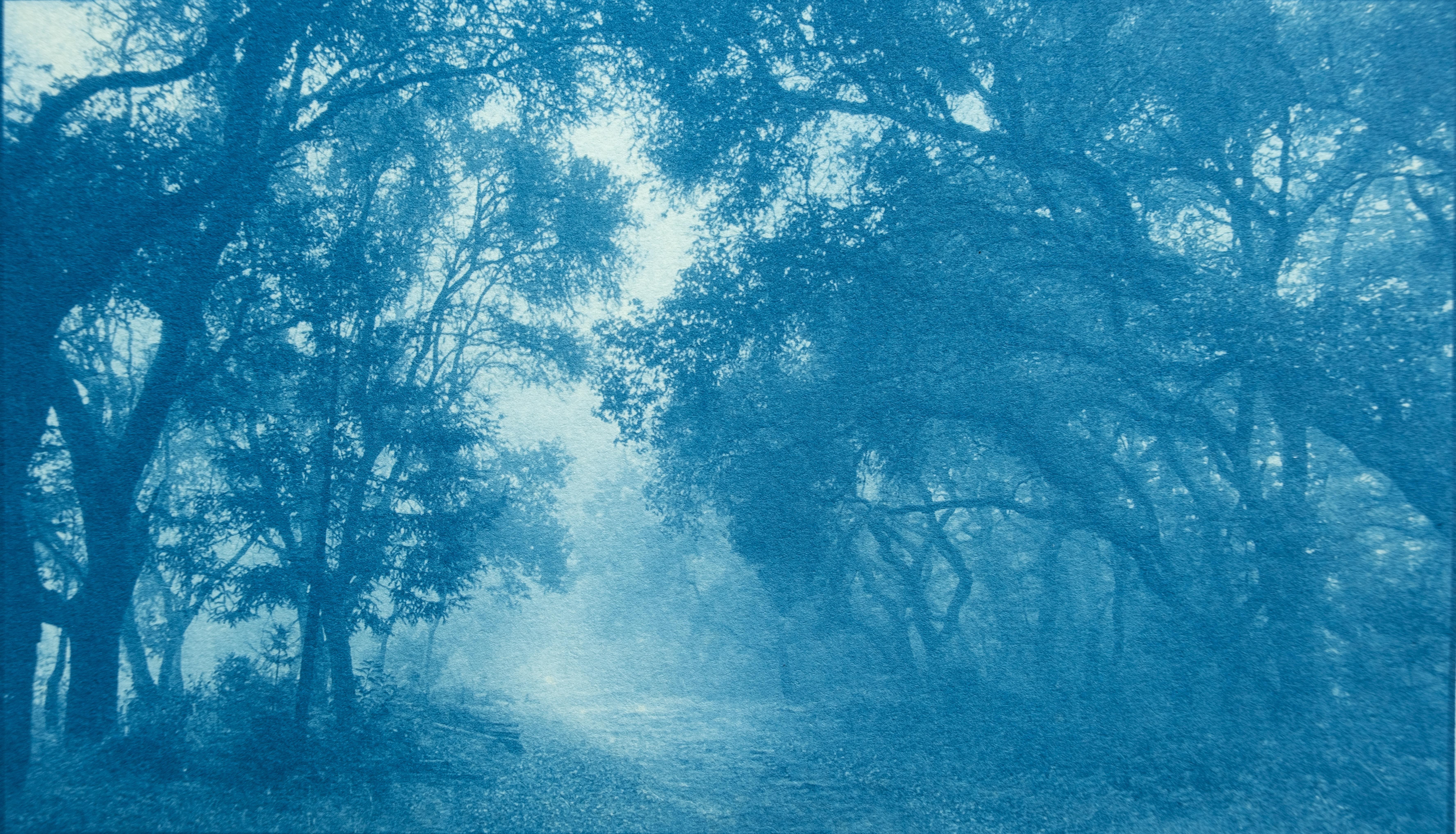 The Path Home, cyanotype, 9 x 17 in., Ed. 1 of 3, Contemporary Landscape