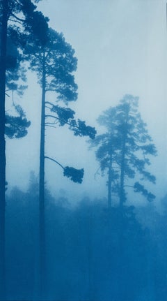 The Tallest Pine (Hand-printed cyanotype, 18 x 10 inches)