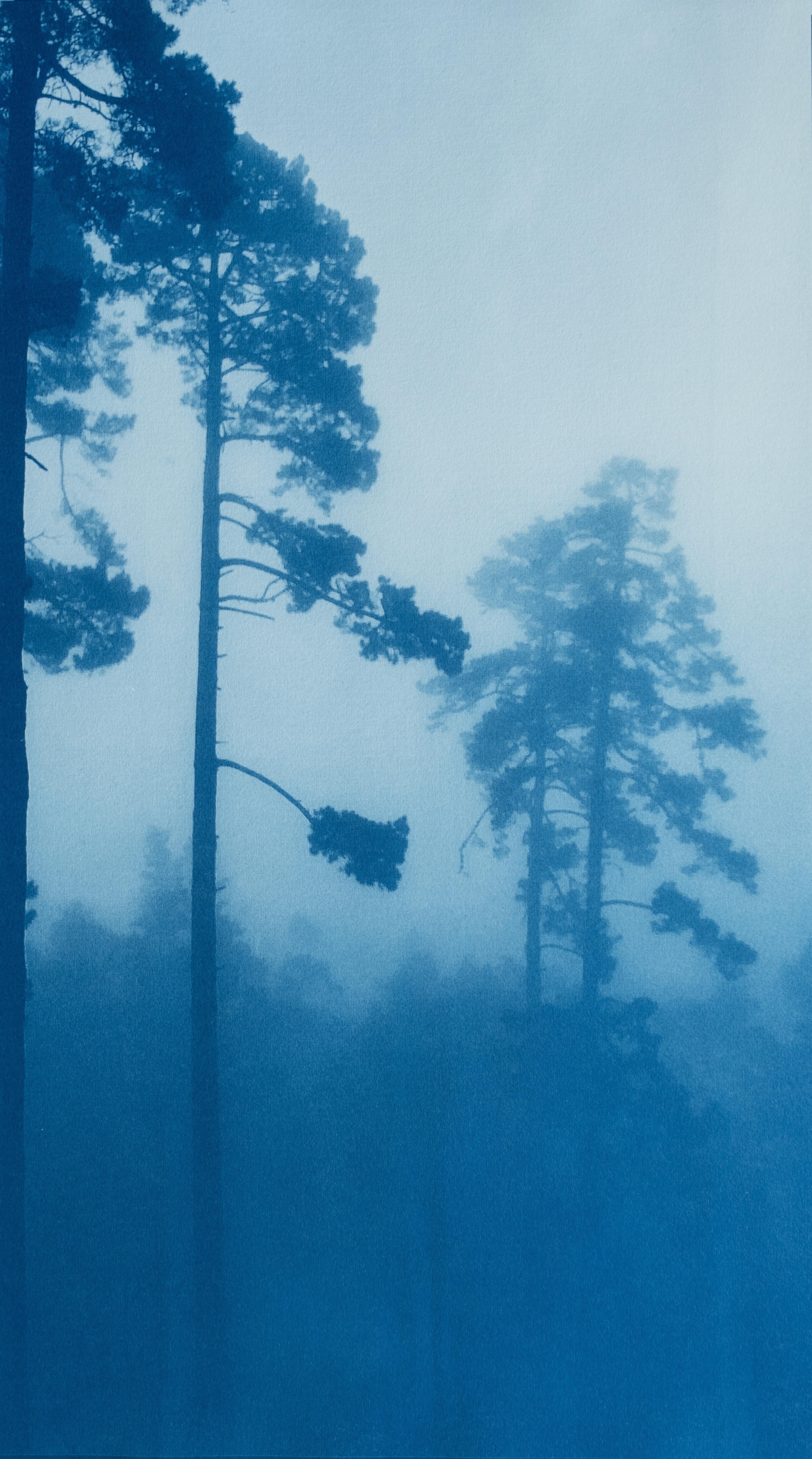 Christine So Landscape Photograph – The Tallest Pine (Hand-druckte Cyanotypie, 27 x 15 Zoll)