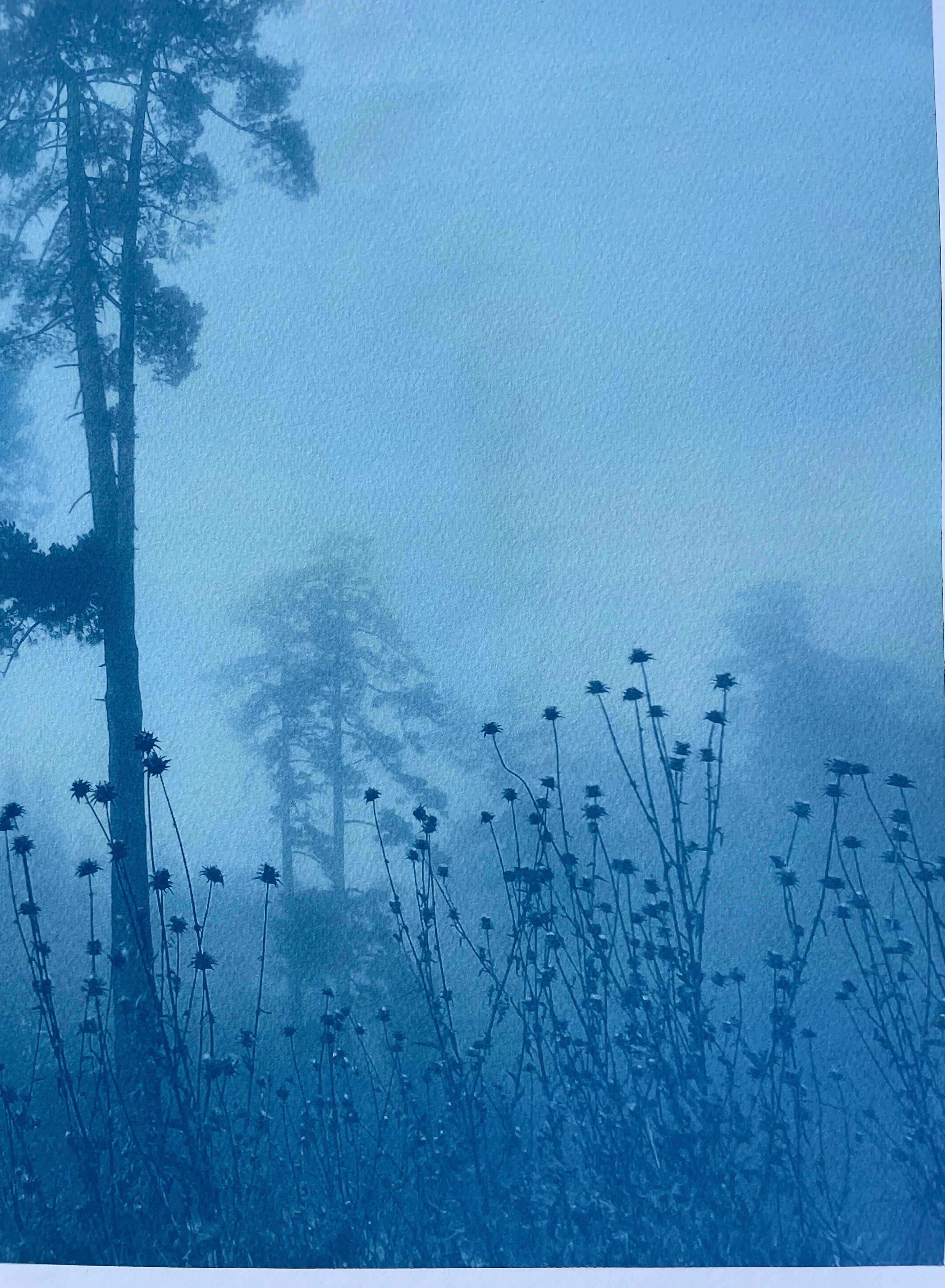 Disteln und Kiefern (Handgedruckte Cyanotypie, 18 x 24 Zoll) (Realismus), Print, von Christine So