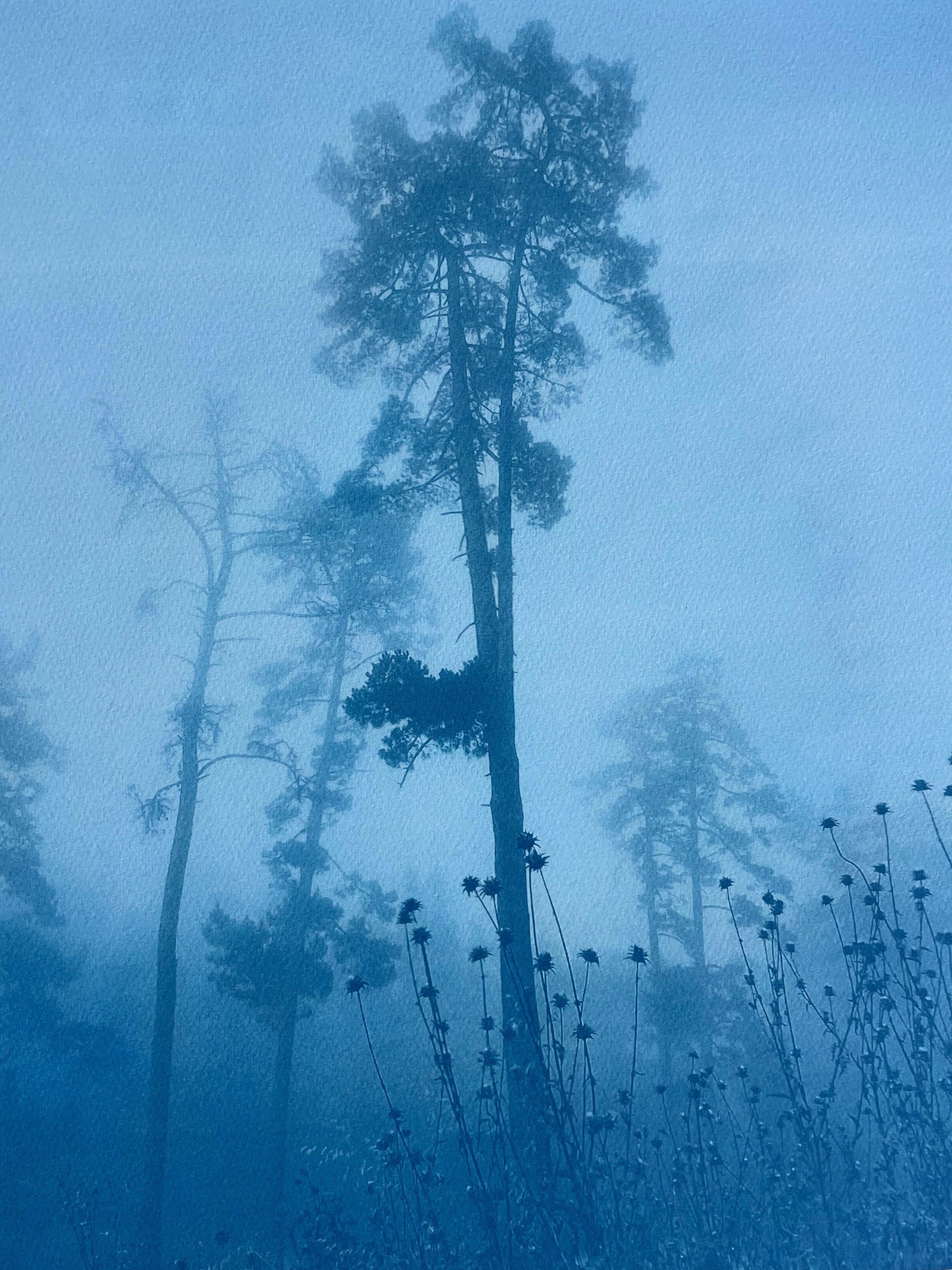 Disteln und Kiefern (Handgedruckte Cyanotypie, 18 x 24 Zoll) (Blau), Landscape Print, von Christine So
