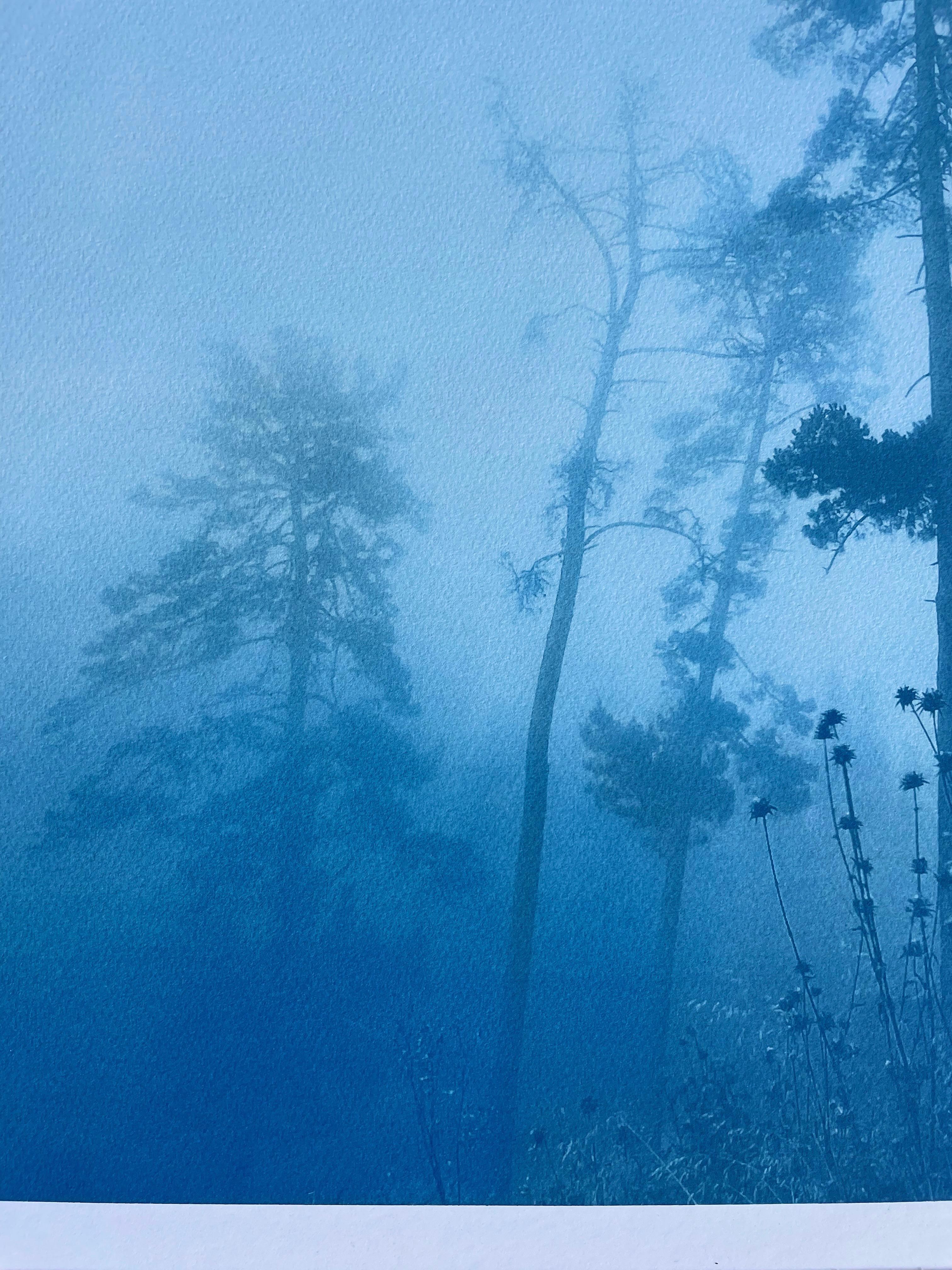 Im Vordergrund blühen Disteln, während dahinter aus dem Nebel hoch aufragende Monterey-Kiefern auftauchen. Dies sind die Wälder auf der anderen Seite der Bucht von San Francisco im Frühsommer, wenn die Disteln blühen. Die Kiefern und Redwoods