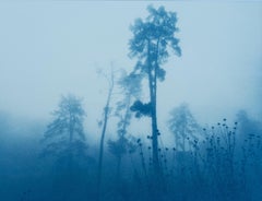 Thistles and Pines (Hand-printed cyanotype, 18 x 24 inches)