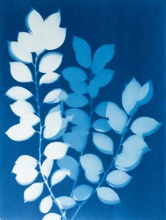 Three Camellia Branches ( 24 x 18 inch hand-printed cyanotype)