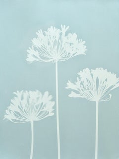 Drei Celadon-Apanthus ( 24 x 18 Zoll handgedruckte Cyanotypie)
