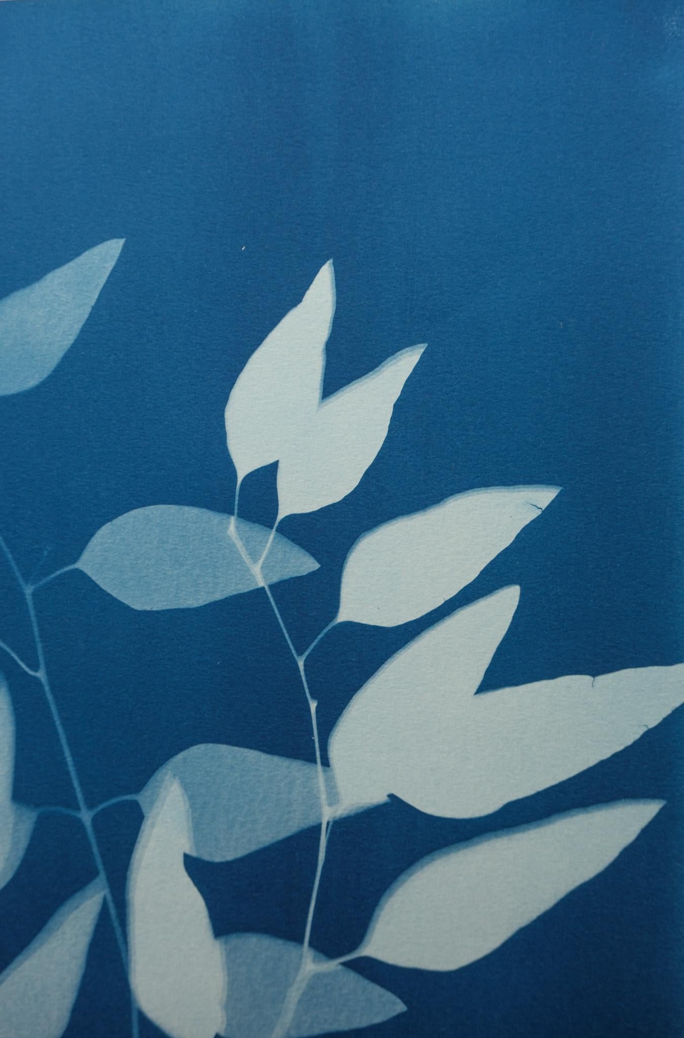 Tre rami di eucalipto (24 x 18 pollici stampato a mano in cianotipia) - Still-Life Print Blu di Christine So