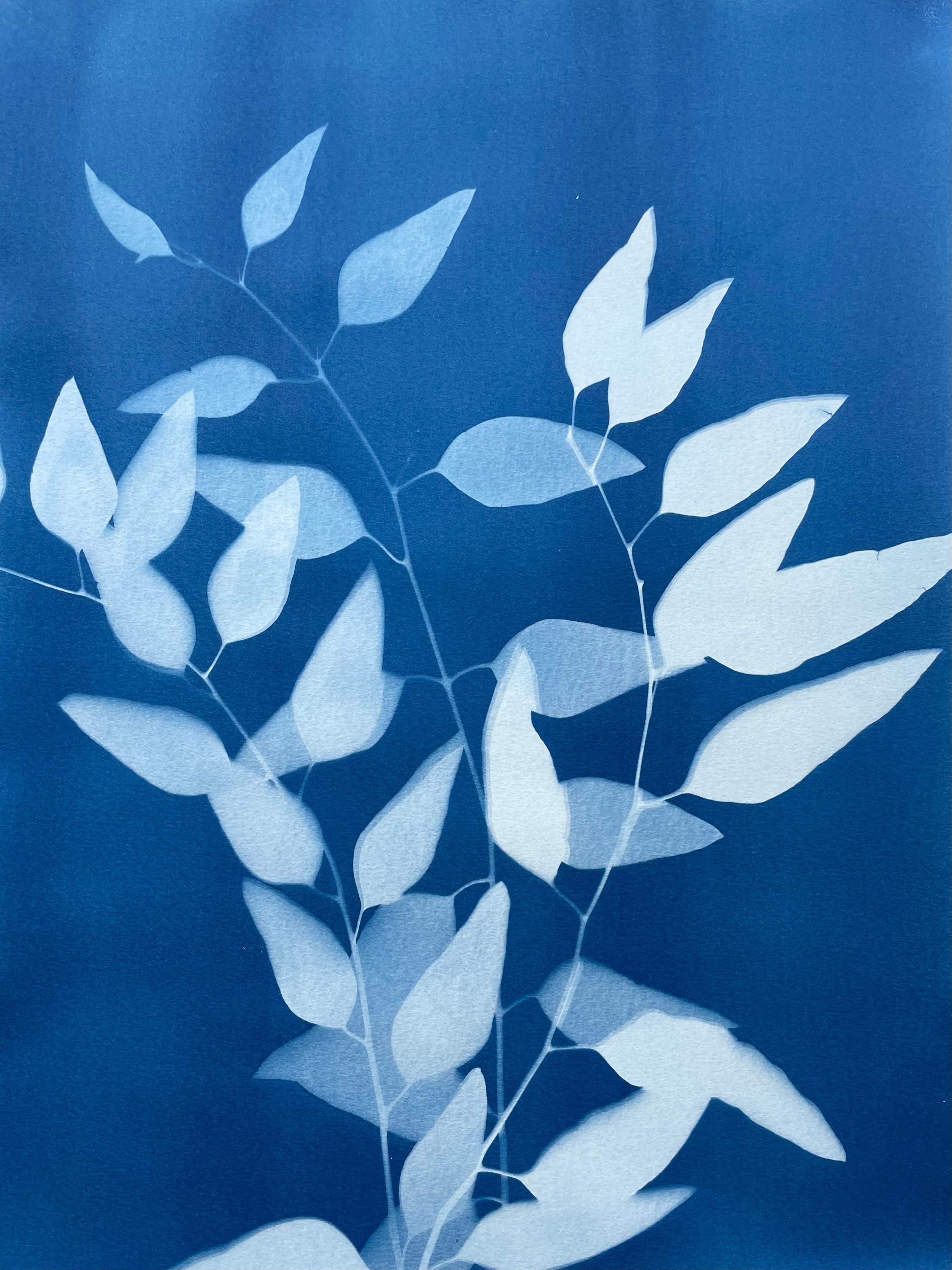 Three Eucalyptus Branches ( 24 x 18 inch hand-printed cyanotype)