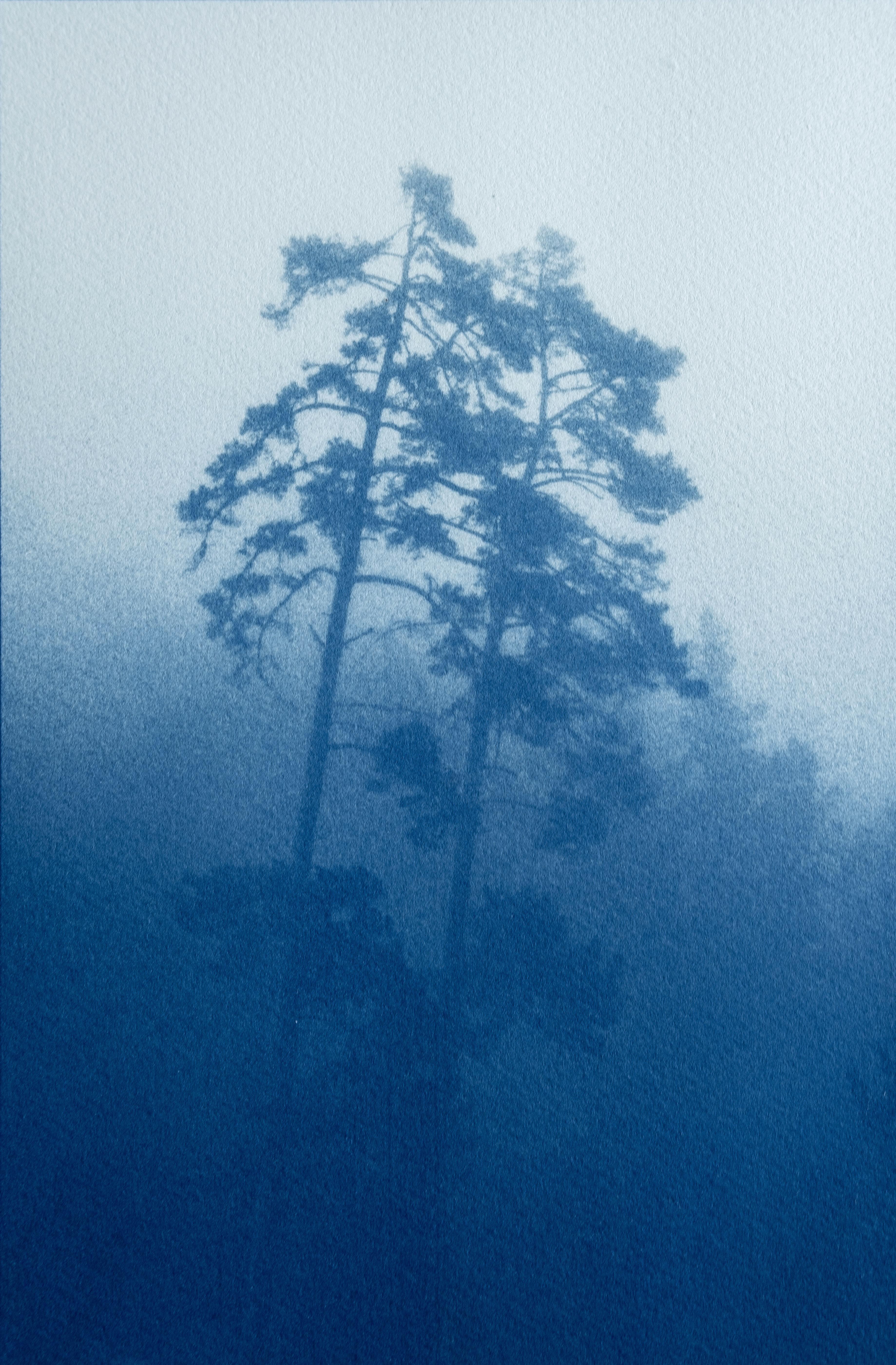 Christine So Landscape Photograph - Twin Pines (11 x 7.25 inch hand-printed cyanotype)