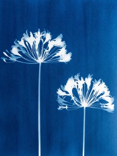Christine So - Two Agapanthus Flowers ( 24 x 18 inch hand-printed botanical cyanotype) Two Agapanthus Flowers ( 24 x 18 inch hand-printed botanical cyanotype)