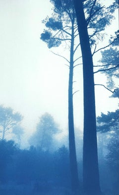 Deux grands pins, (cyanotype imprimé à la main, 23 x 14 pouces)
