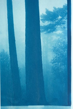 « Two Tall Pines » (cyanotype imprimé à la main, 35 x 21 pouces, n° 1 sur 3)