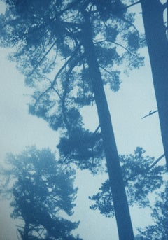 Under Towering Pines (17 x 11 Zoll Cyanotypie, Ausgabe 1 von 3)