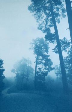 Under Towering Pines (17 x 11 Zoll Cyanotypie, Ausgabe 1 von 3)