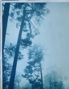 Bajo los pinos imponentes (cianotipia de 89 x 58 cm, n.º 1 de 3)