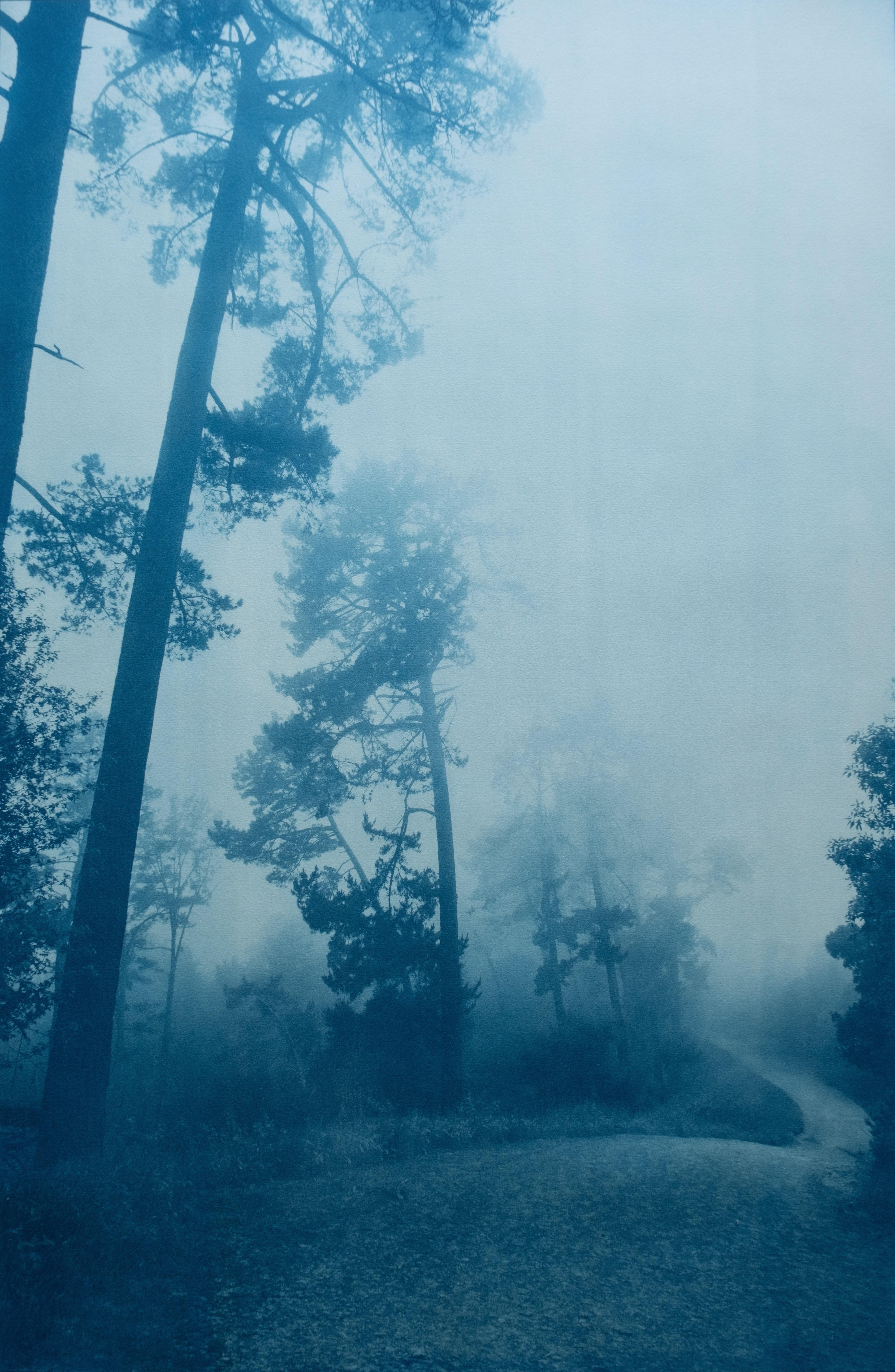 Under Towering Pines (35 x 23 inch cyanotype, ed. 1 of 3)