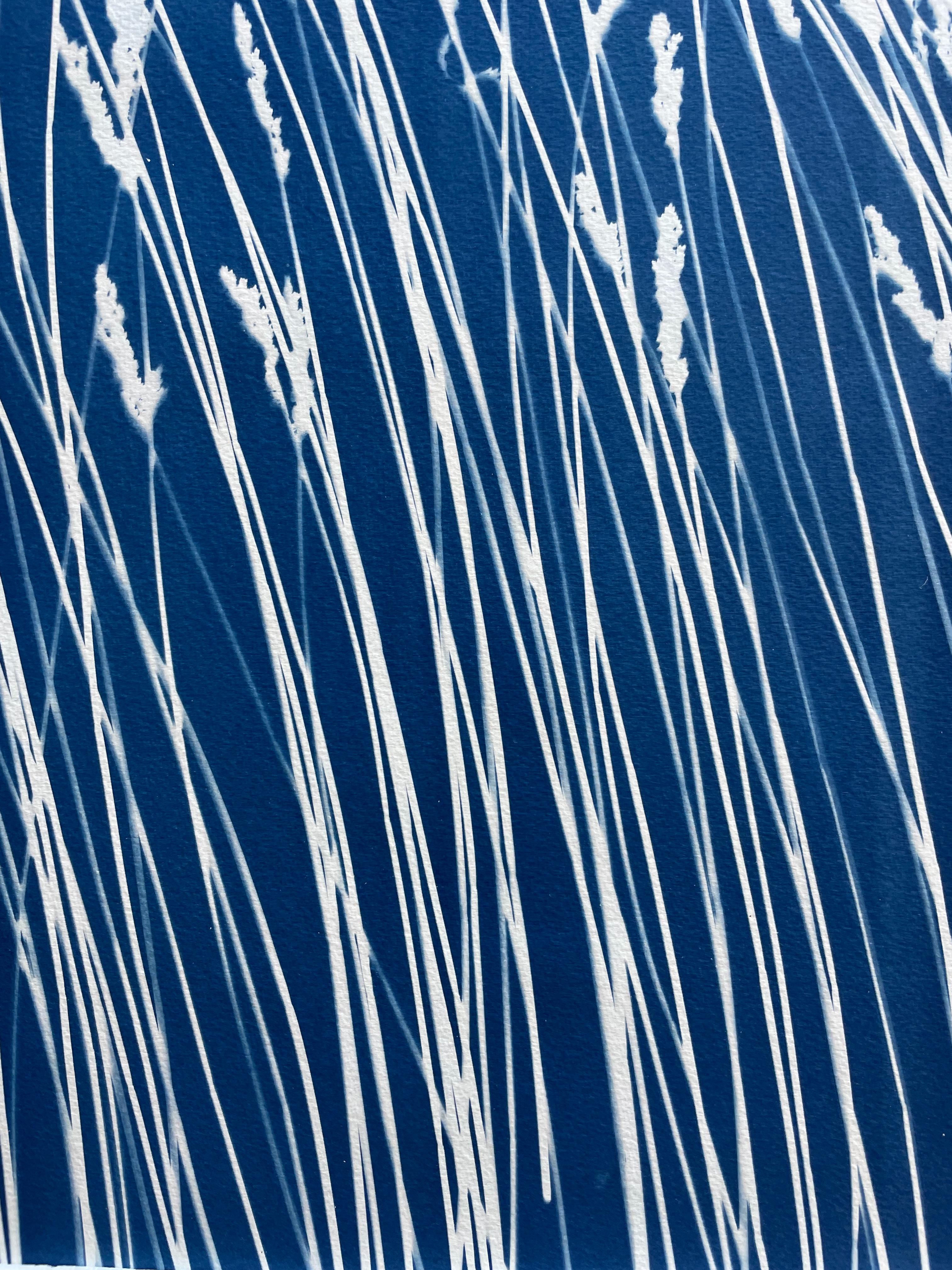Wild Reeds (cyanotype/ monotype, 18x 45 inches) For Sale 5