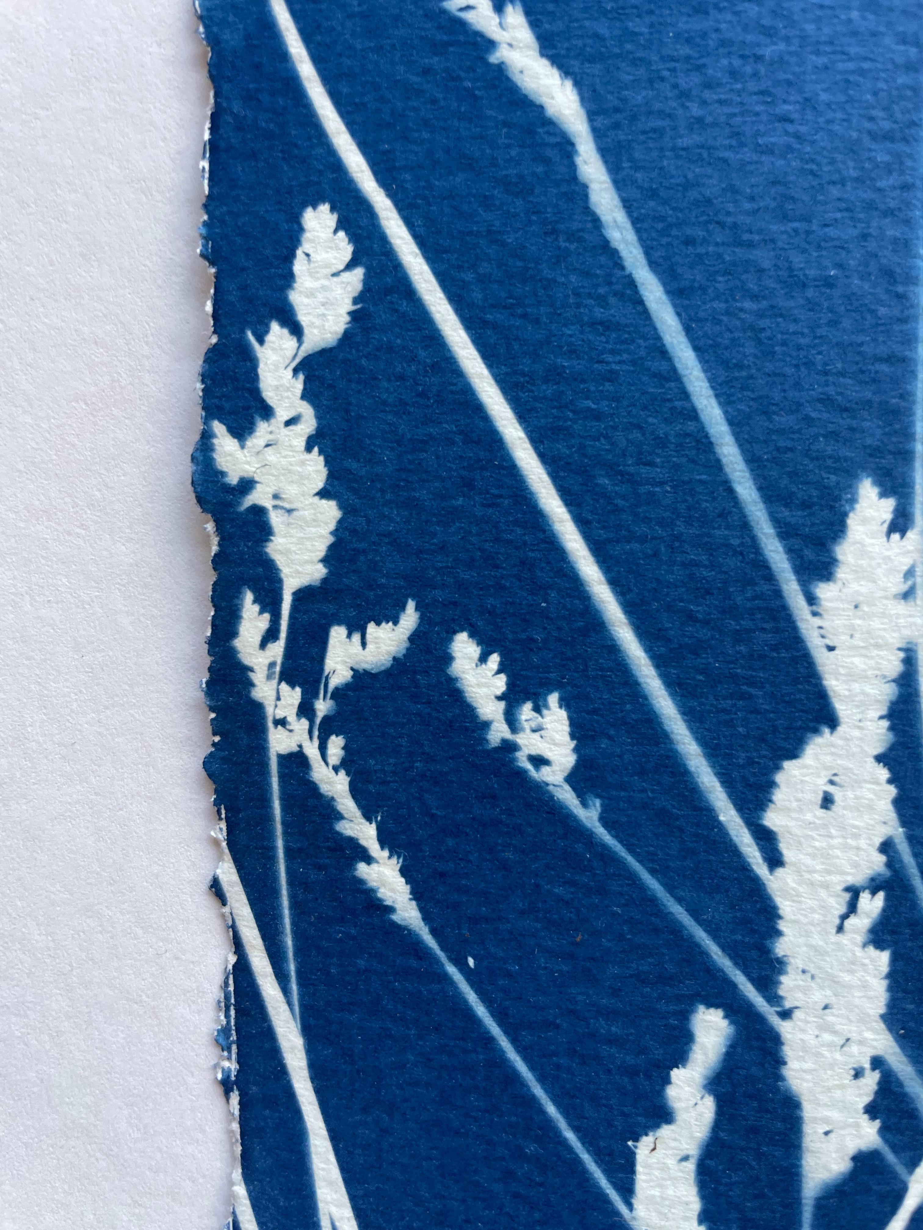 Wild Reeds (cyanotype/ monotype, 18x 45 inches) - Blue Still-Life Print by Christine So