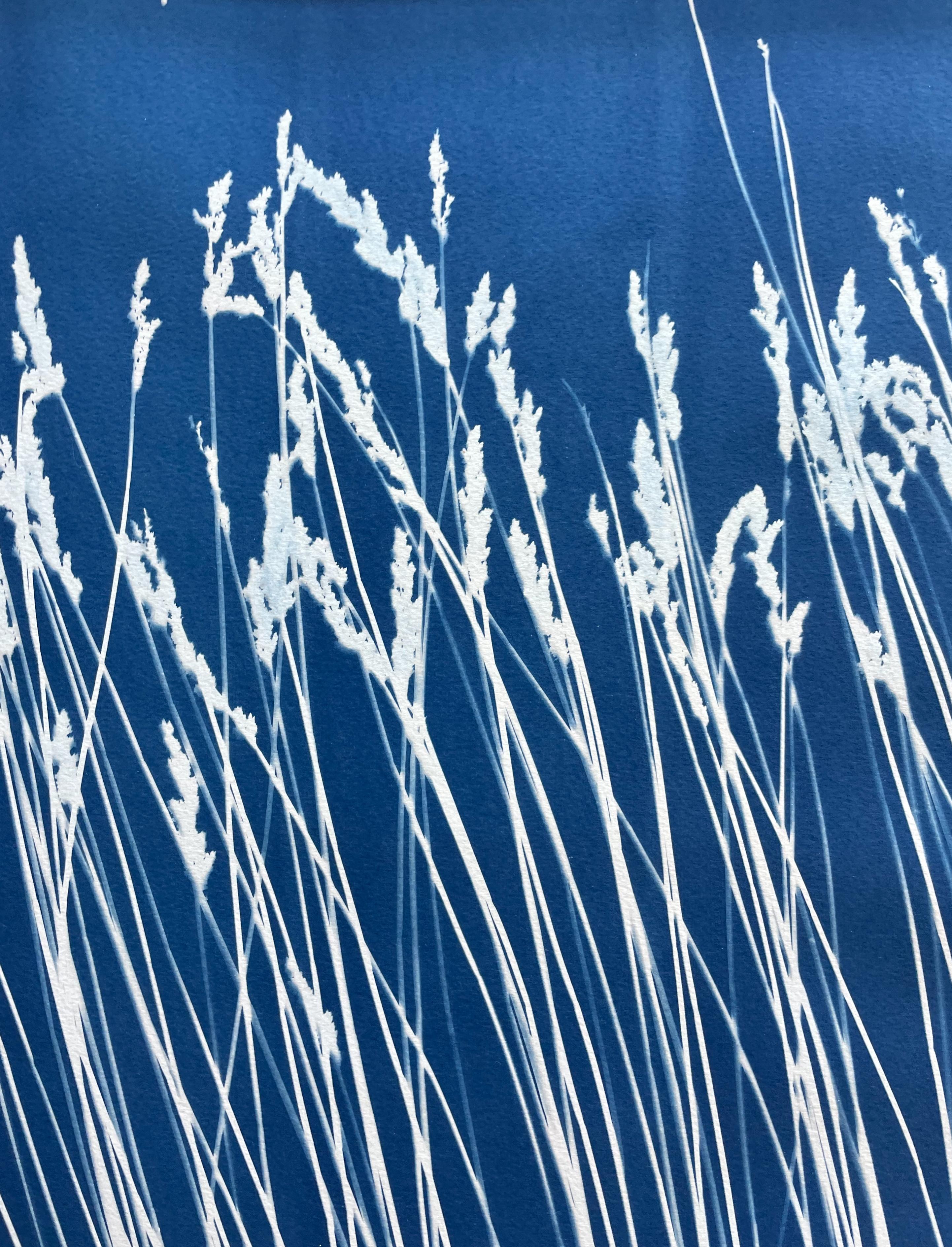 Wild Reeds (cyanotype/ monotype, 18x 45 inches) For Sale 2