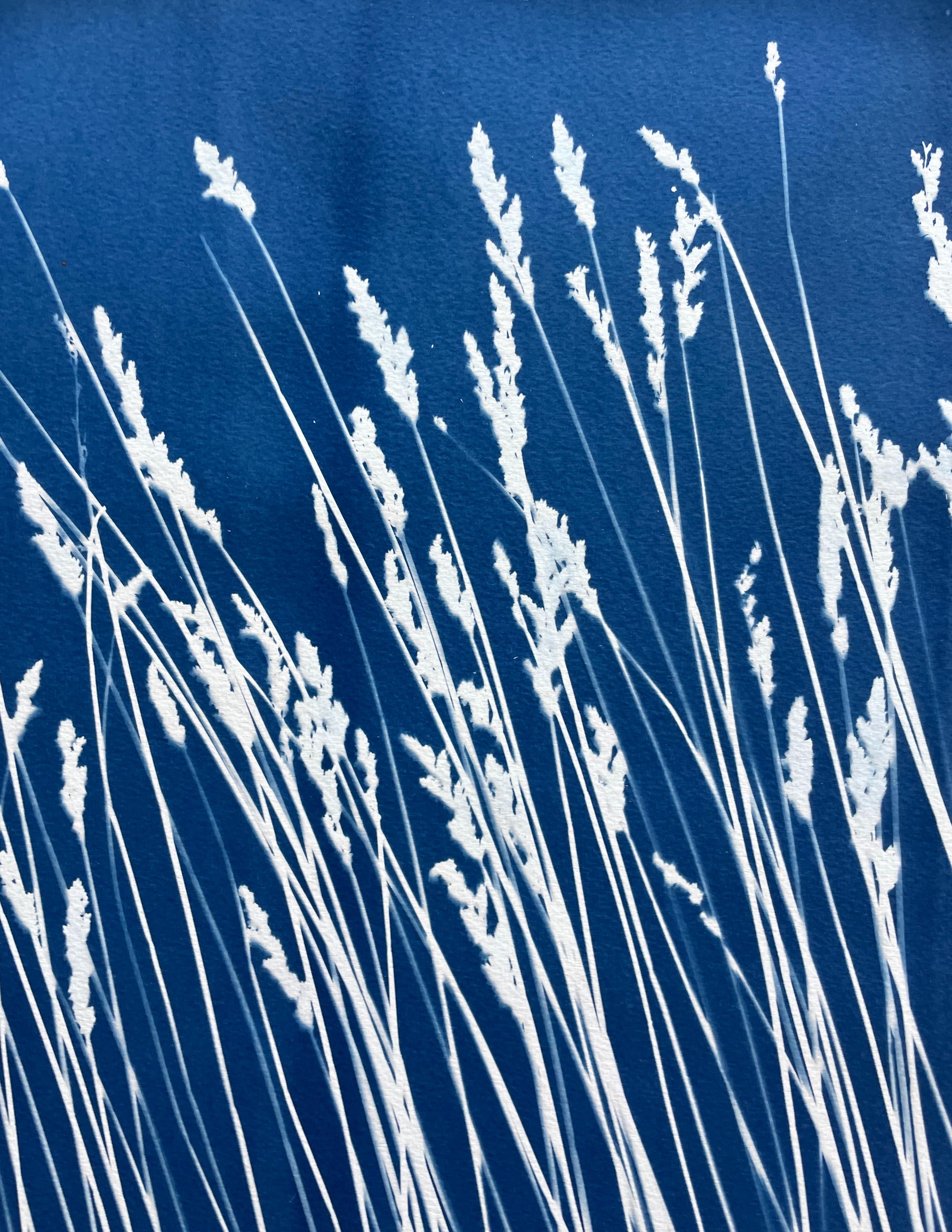 Wild Reeds (cyanotype/ monotype, 18x 45 inches) For Sale 4