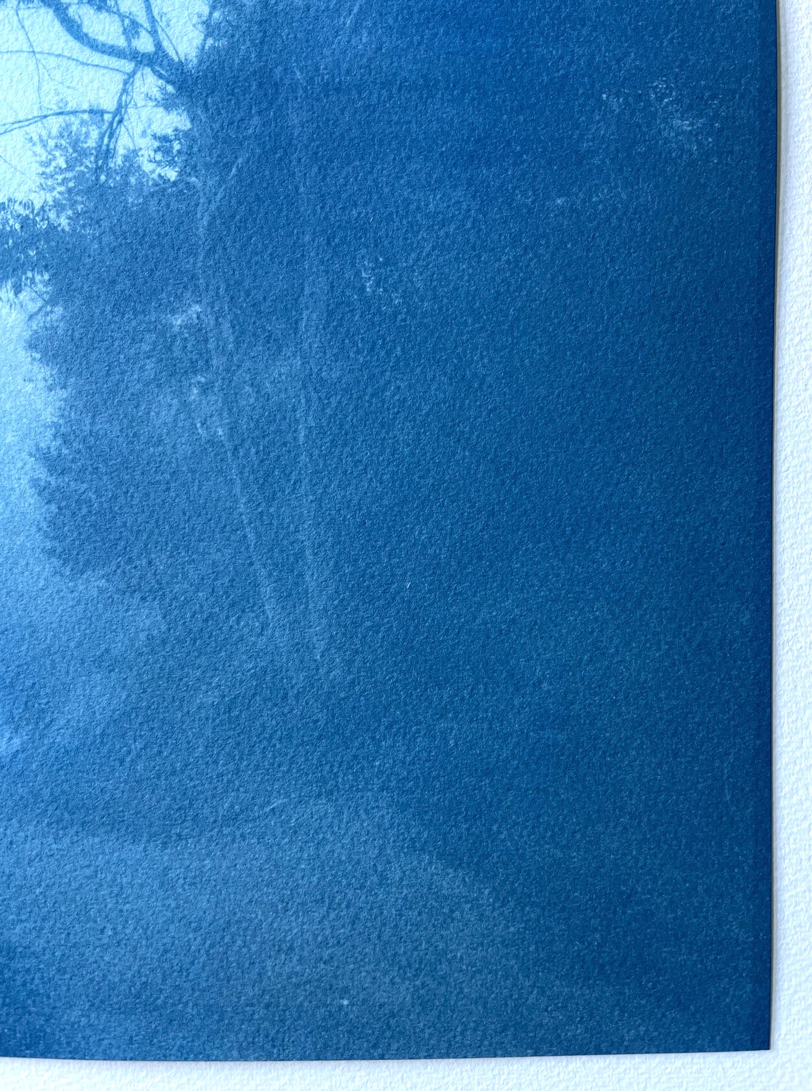 La escena de un recodo sombrío de un camino forestal fue captada al amanecer de un día de invierno. El cielo empieza a clarear.  El formato alto y estrecho acentúa la altura de los altísimos árboles. Estos eucaliptos se alzan en el bosque al otro
