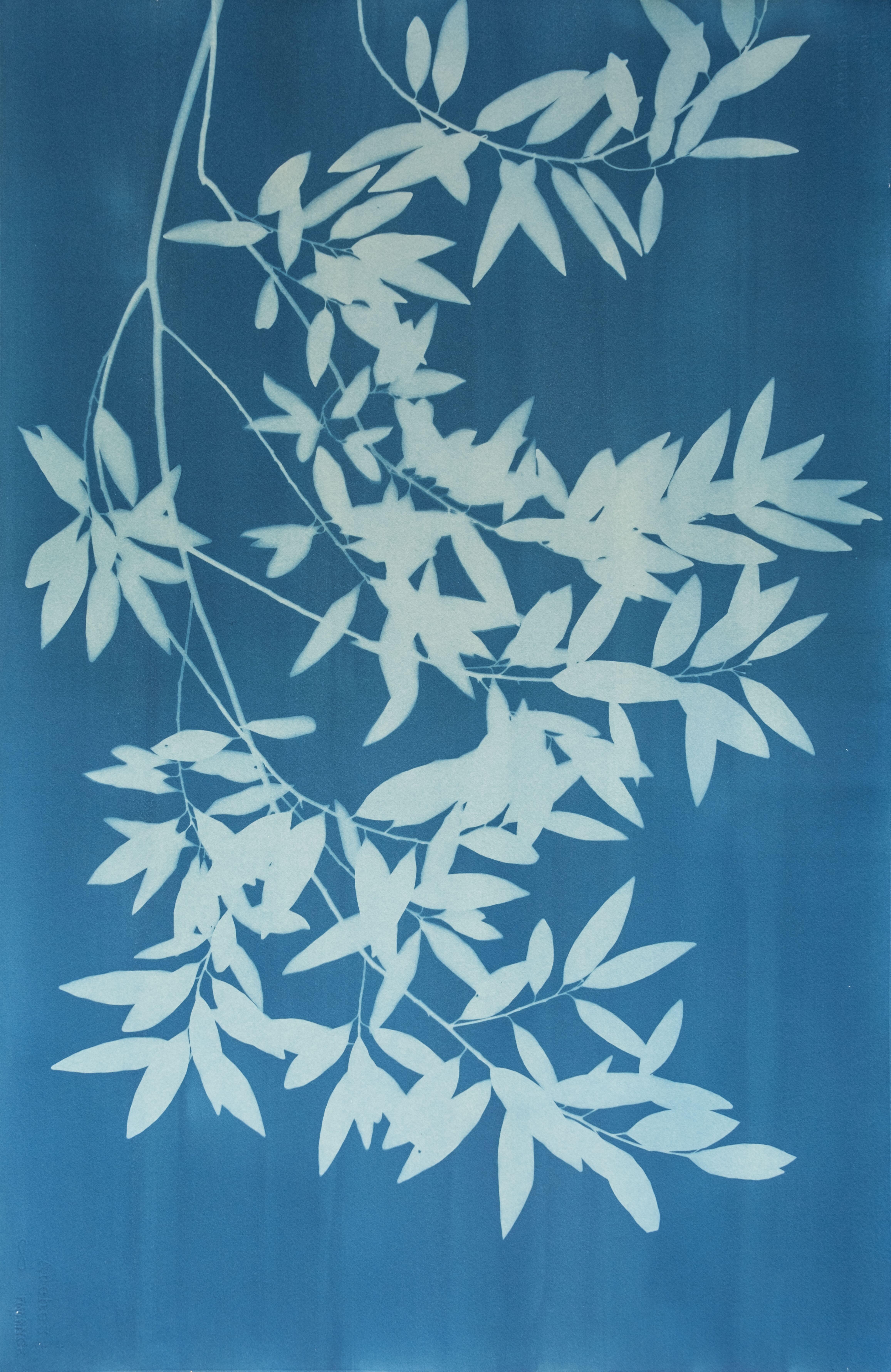 Bay Laurel Diptych (Hand-printed cyanotype, 40 x 52 inches combined) - Contemporary Print by Christine So