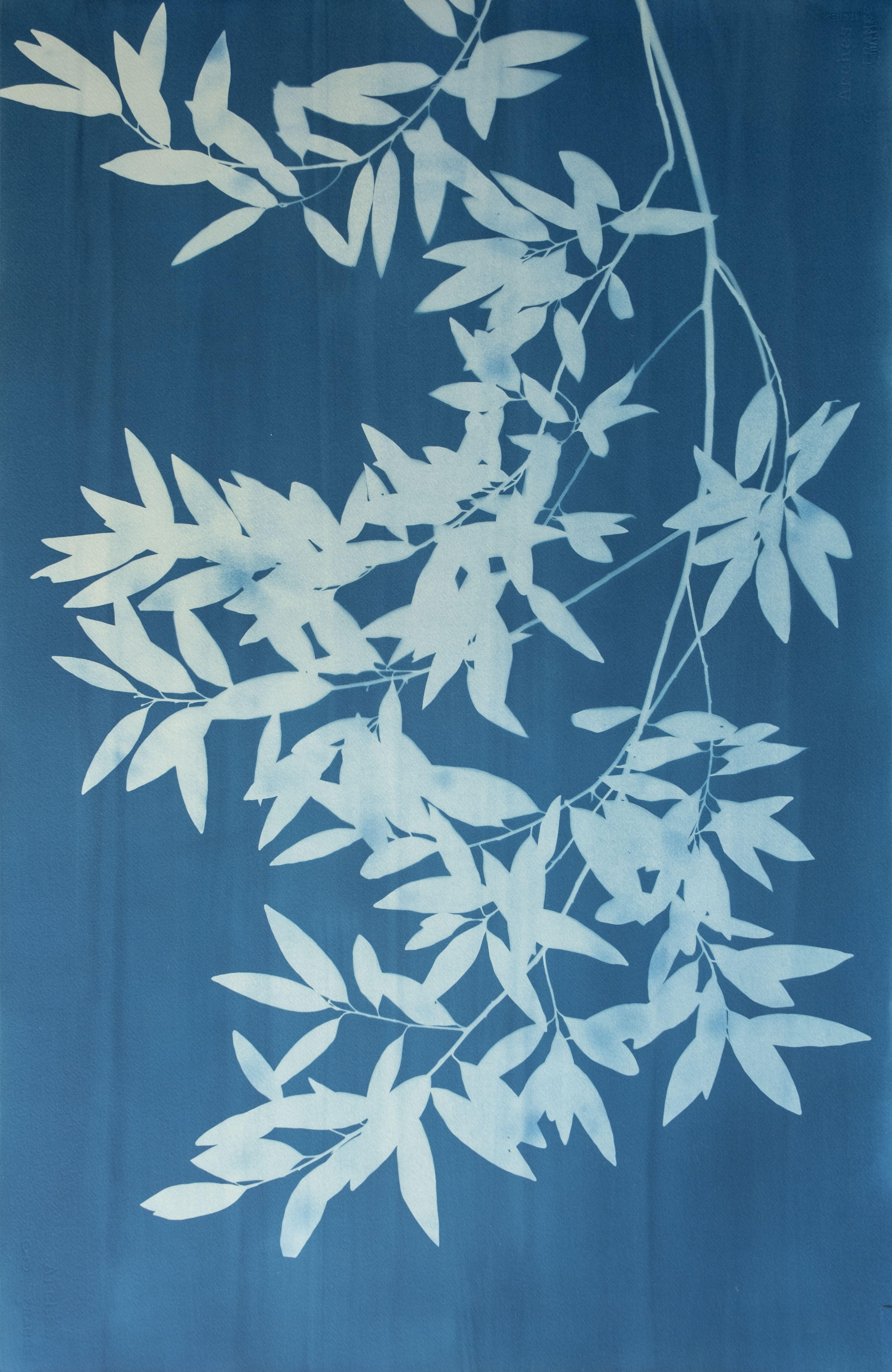 These are two separate 40 x 26 inch cyanotypes (unique monotypes) made using the same tree branches flipped over facing the opposite direction, the result being a symmetrical mirror image.

The pale blue leaves of the right panel are a bit paler