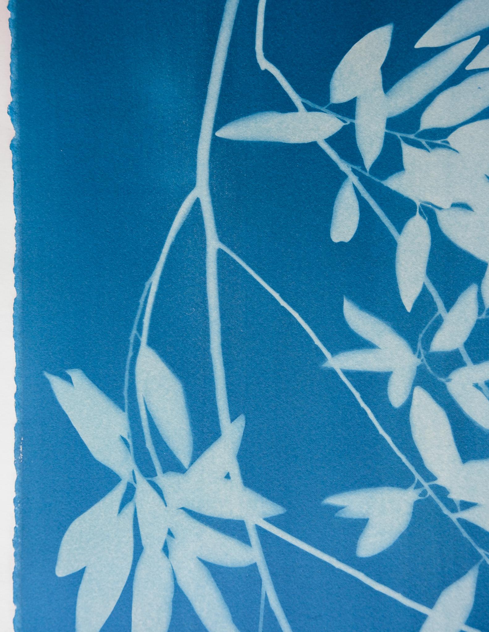 Bay Laurel Diptych (Hand-printed cyanotype, 40 x 52 inches combined) For Sale 1