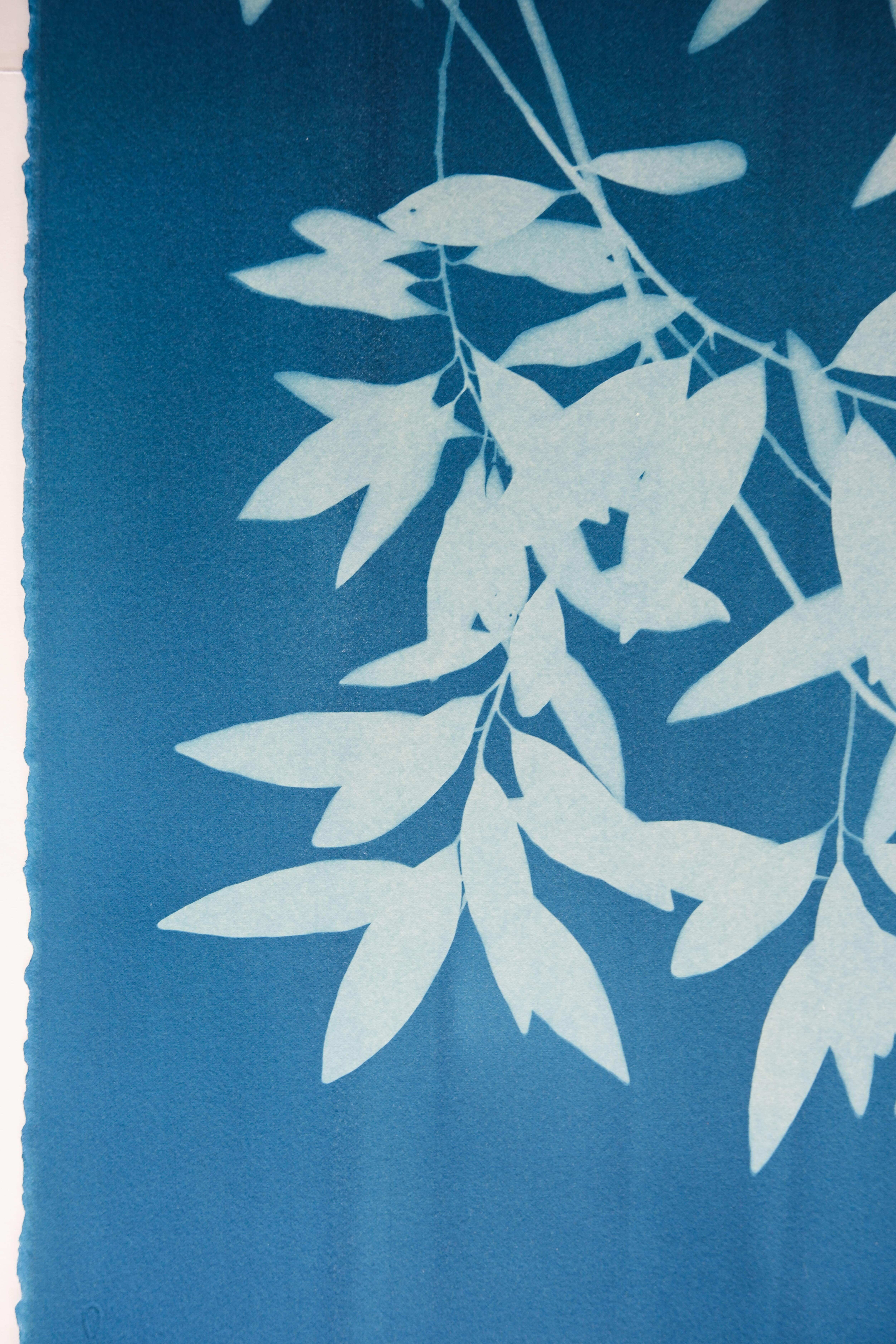 Bay Laurel Diptych (Hand-printed cyanotype, 40 x 52 inches combined) For Sale 2