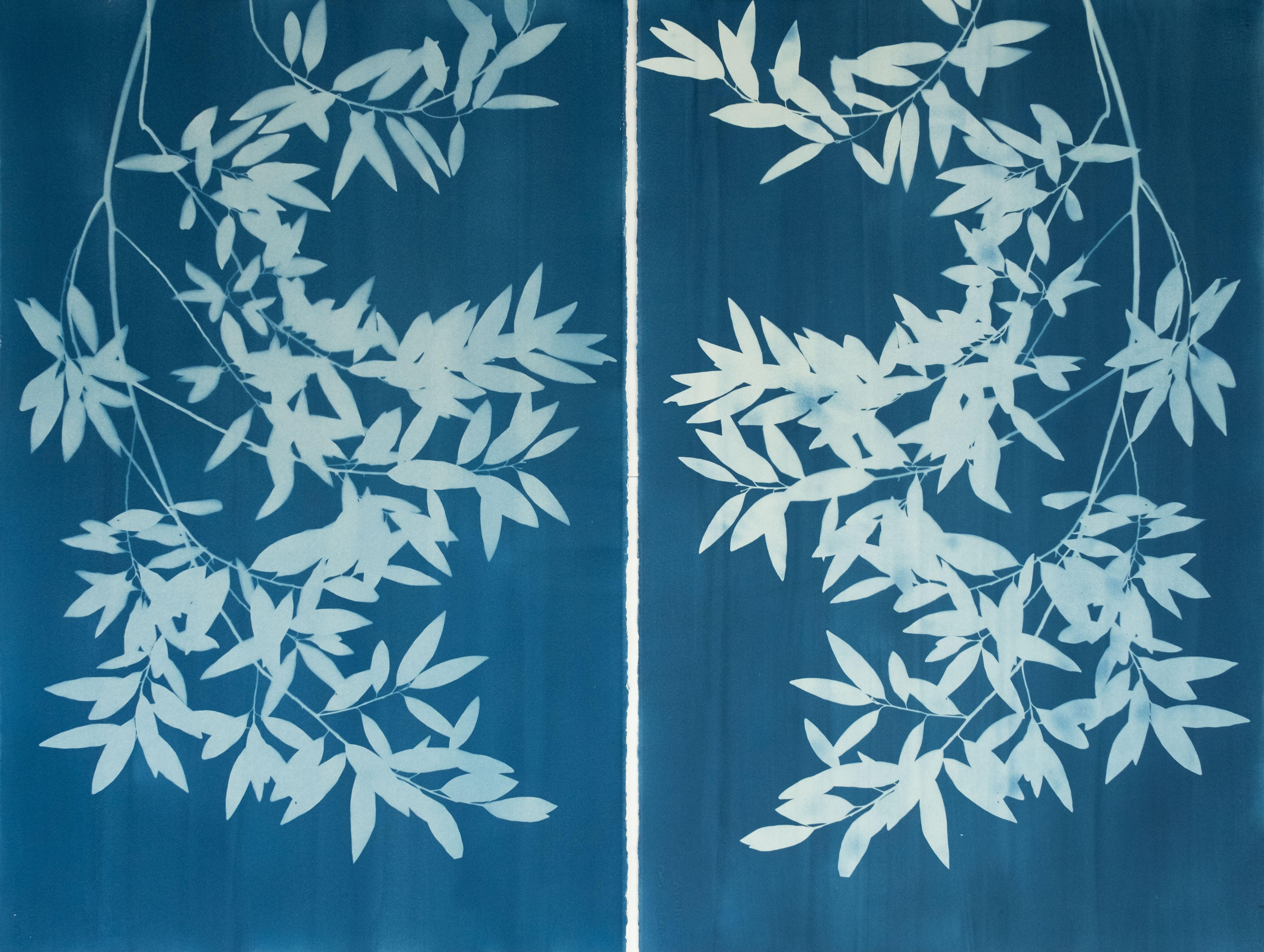 Bay Laurel Diptych (Hand-printed cyanotype, 40 x 52 inches combined)