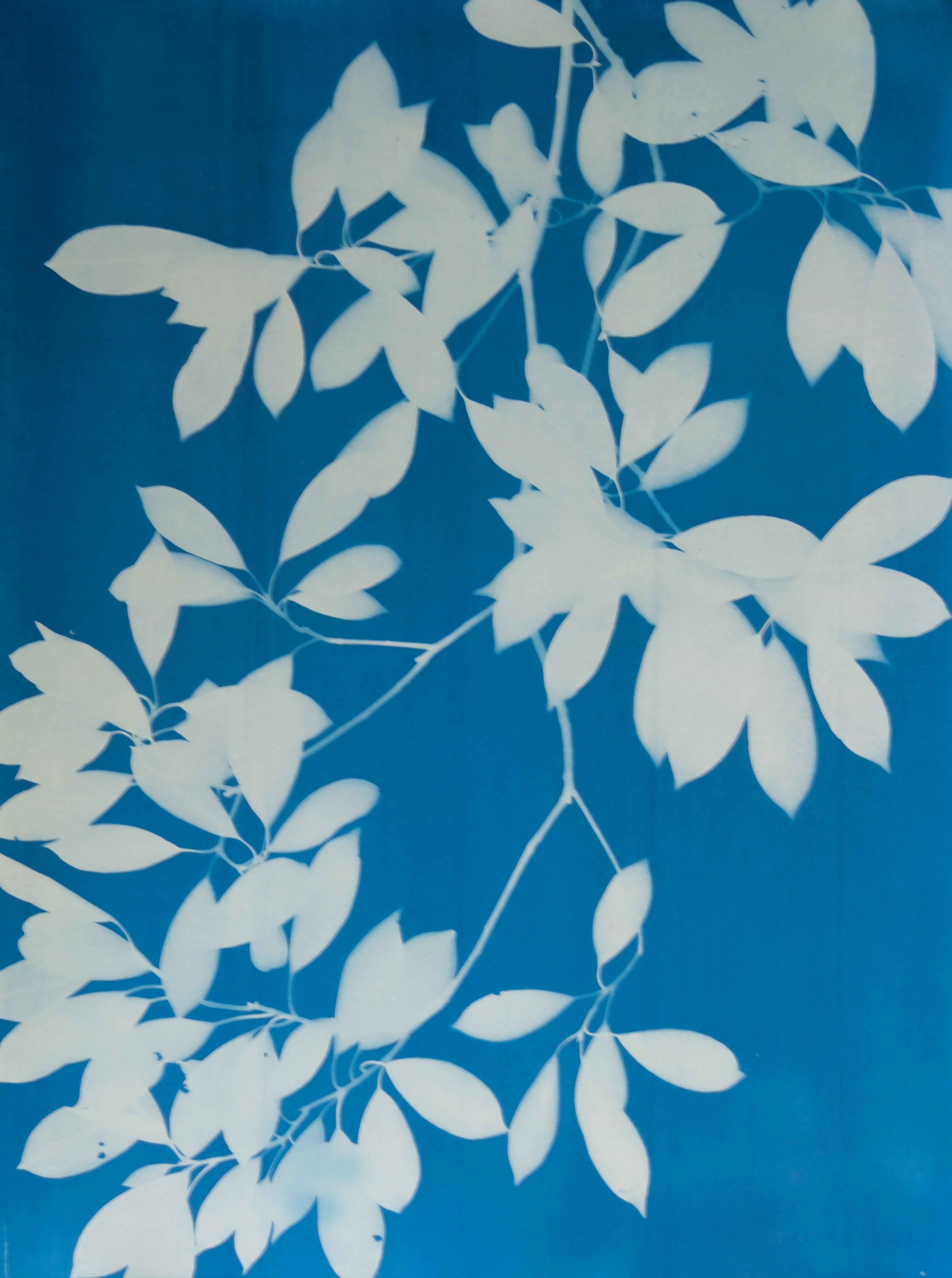 Evening Shade Triptych (3 hand-printed botanical cyanotypes, 30 x 22 in. each) - Contemporary Print by Christine So