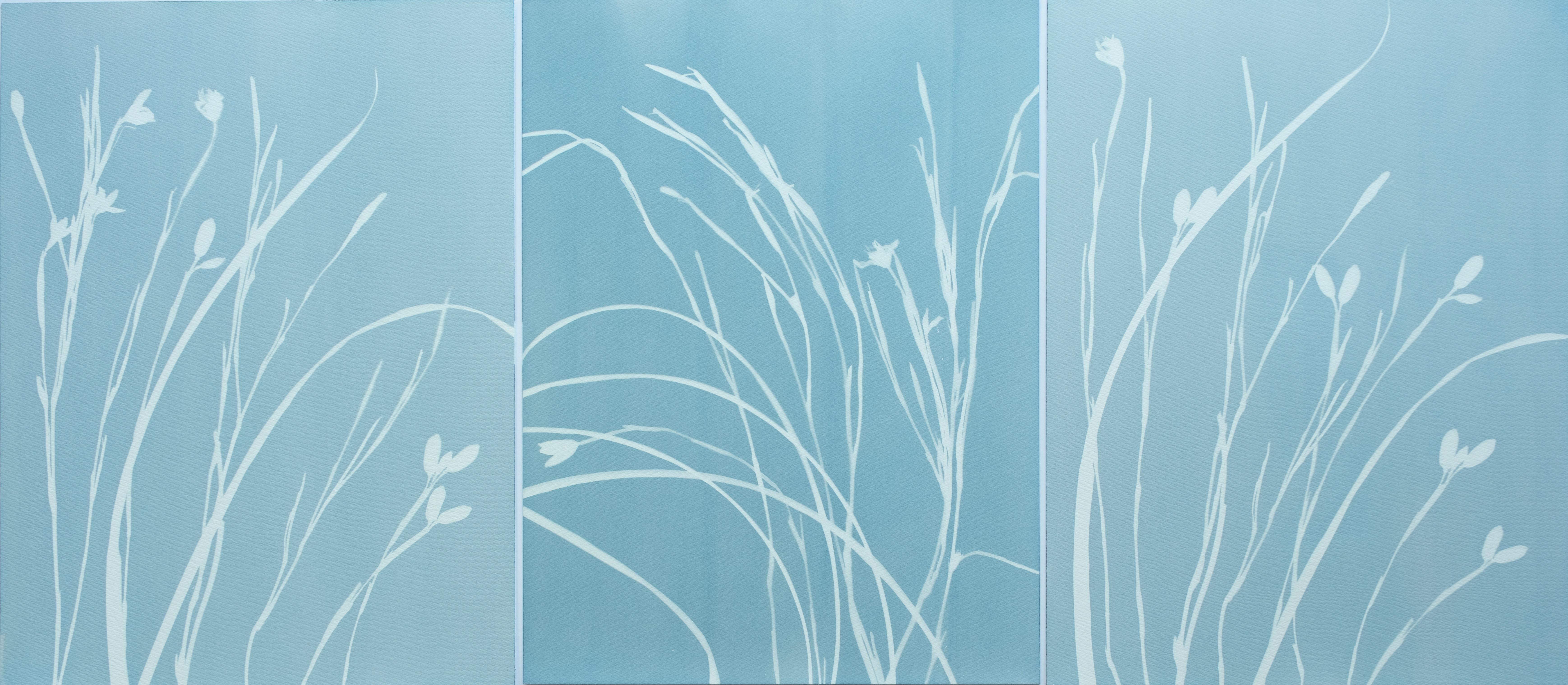 Foggy Iris Triptych (three 24 x 18" cyanotypes)