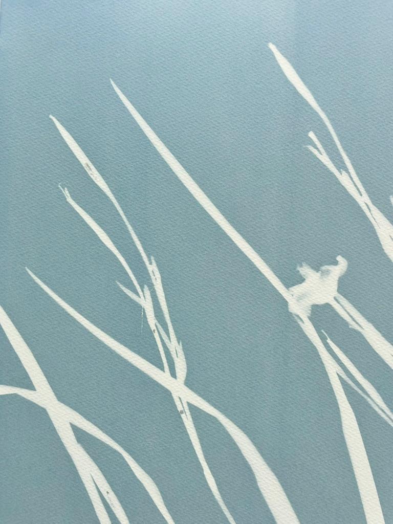 Gray Iris III (cyanotype, 24 x 18 pouces) - Photograph de Christine So