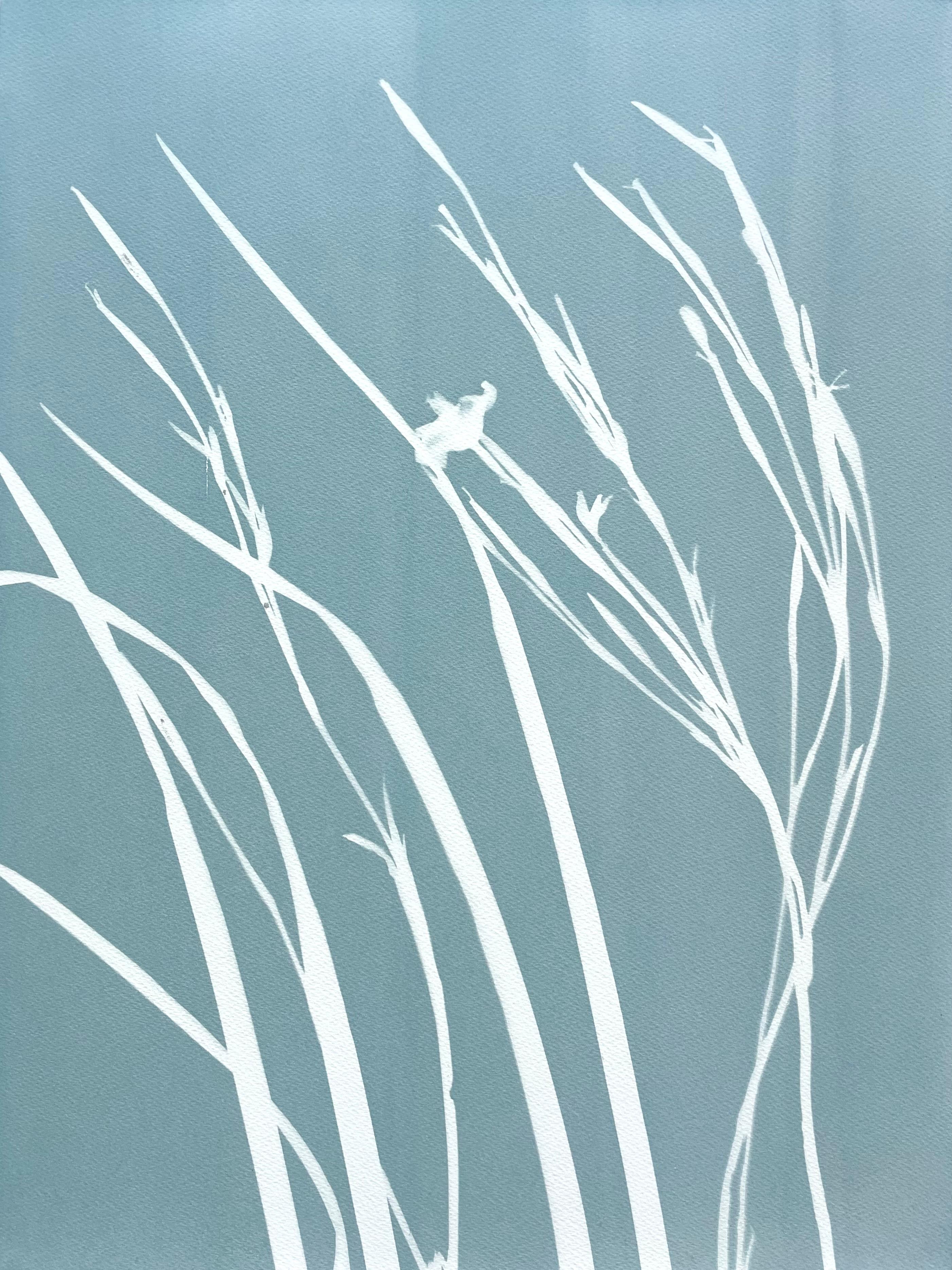 Still-Life Photograph Christine So - Gray Iris III (cyanotype, 24 x 18 pouces)