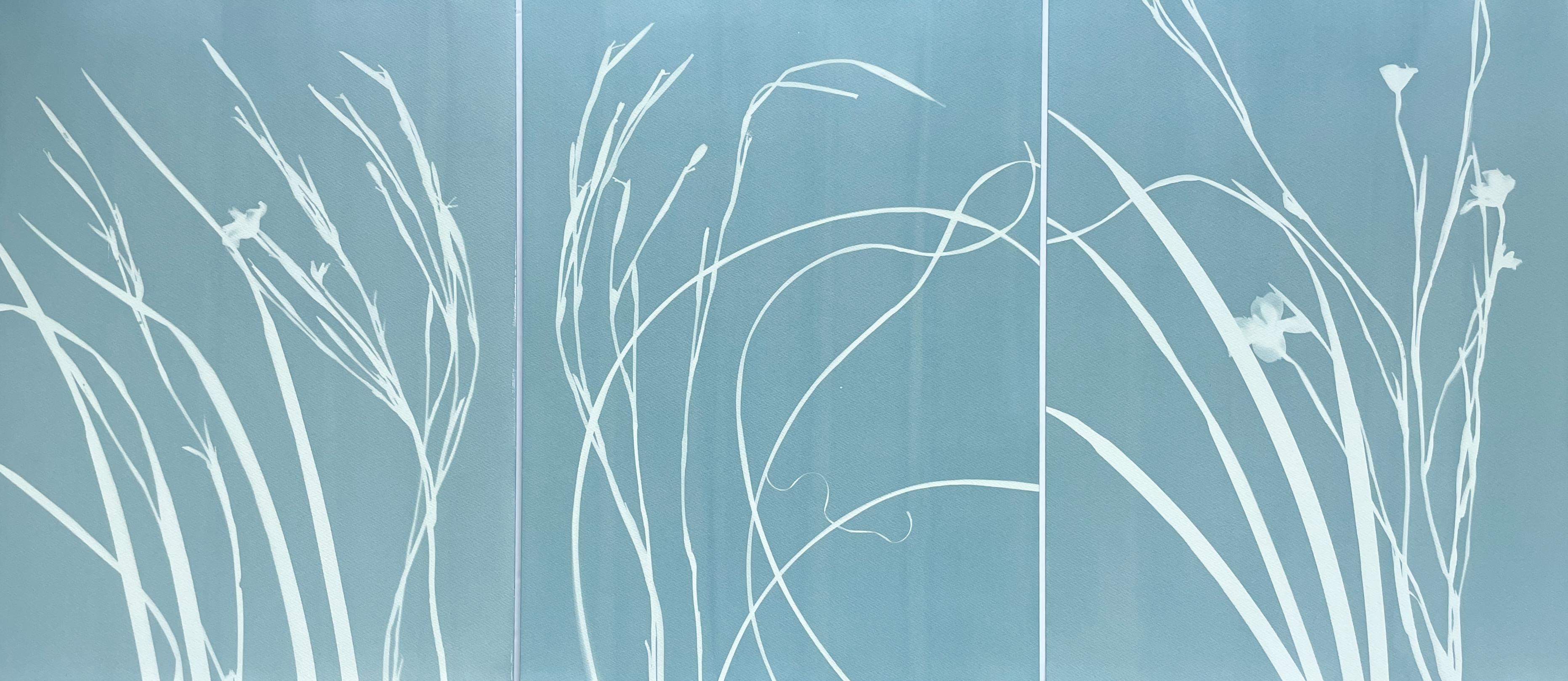 Gray Iris IV (cyanotype, 24 x 18 inches) - Print by Christine So