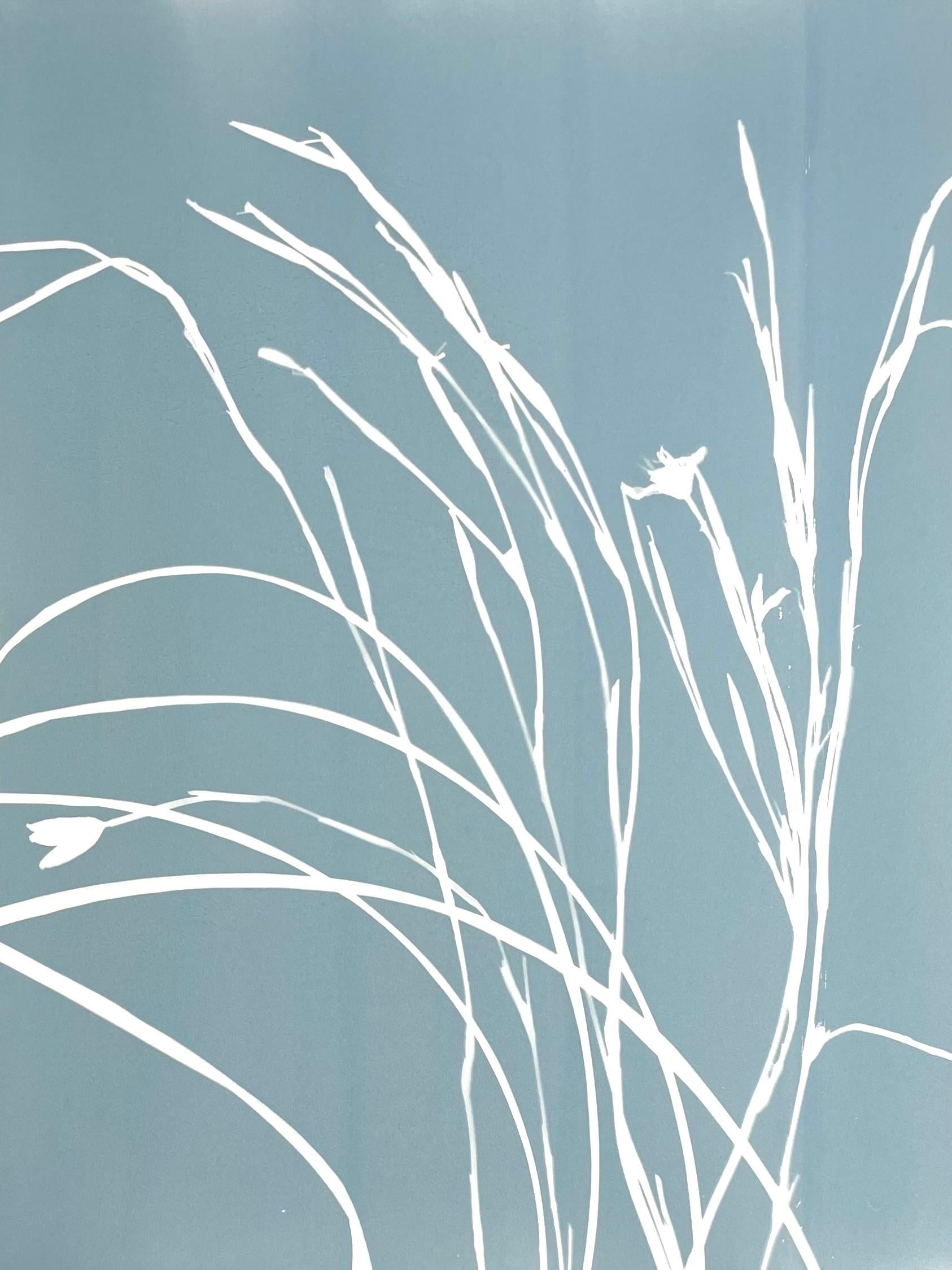 Gray Iris V (cyanotype, 24 x 18 inches)