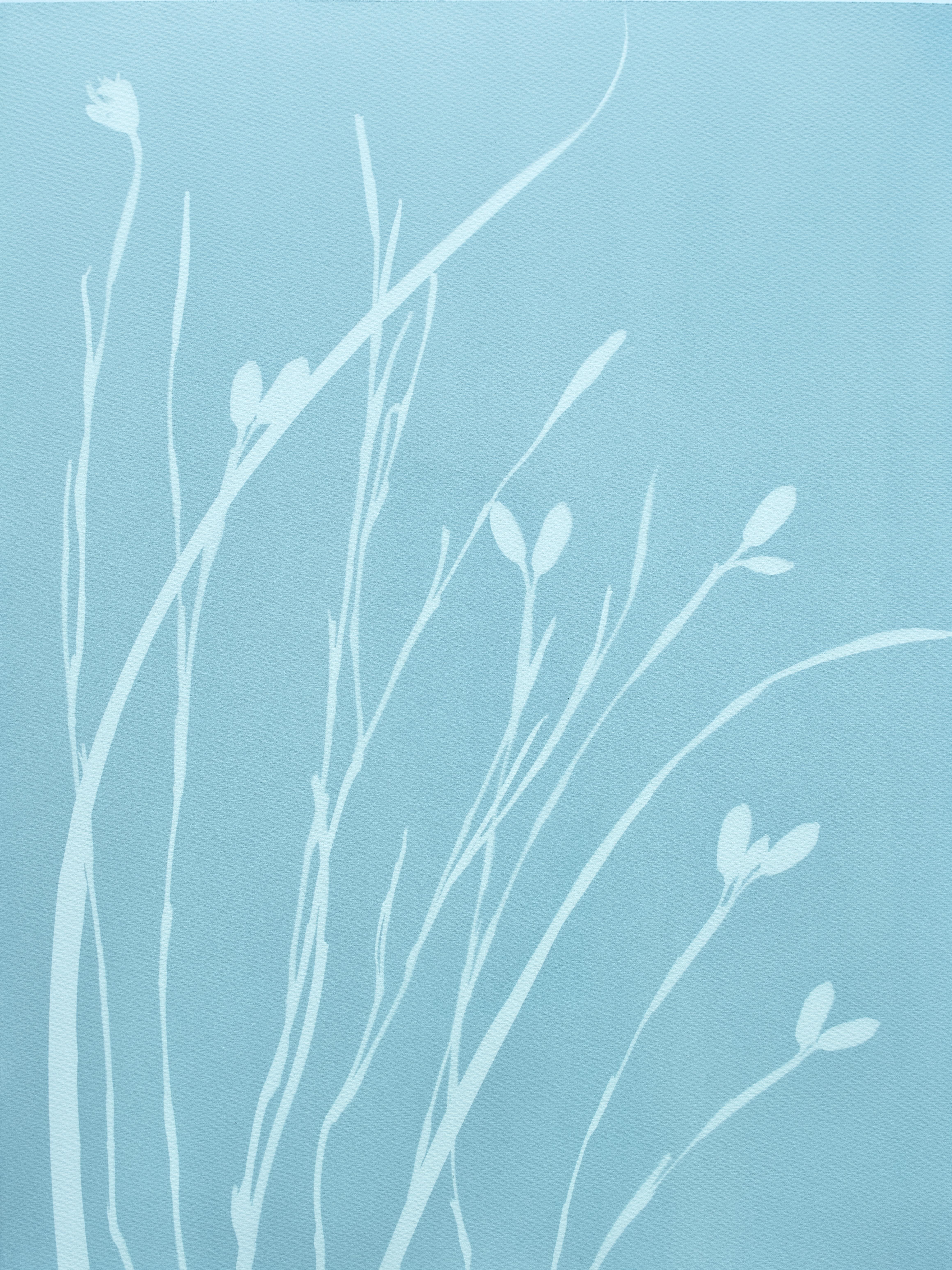 Iris gris VIII (cyanotype, 24 x 18 pouces)