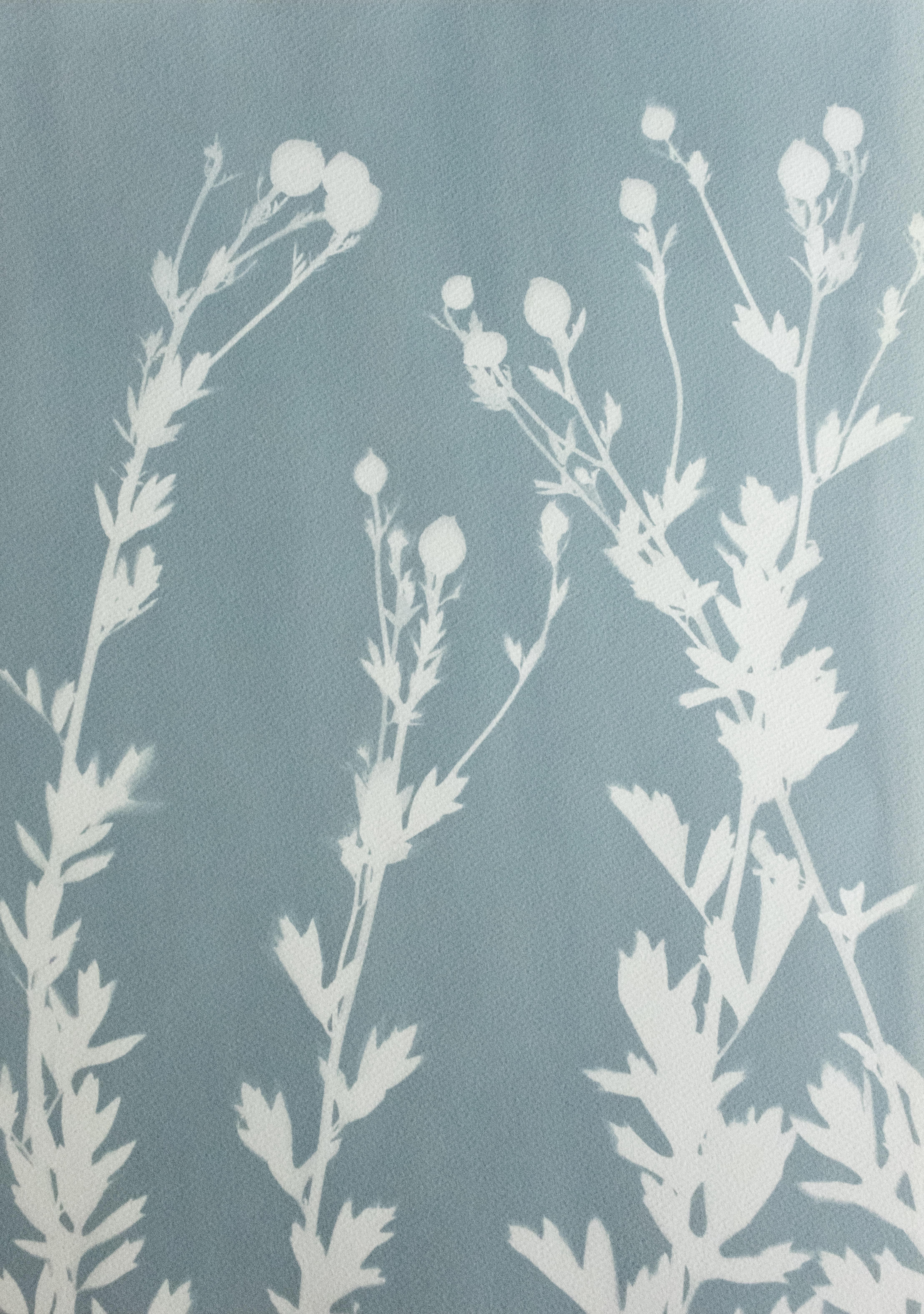 Misty Evening Poppies  (20 x 14 inch cyanotype)