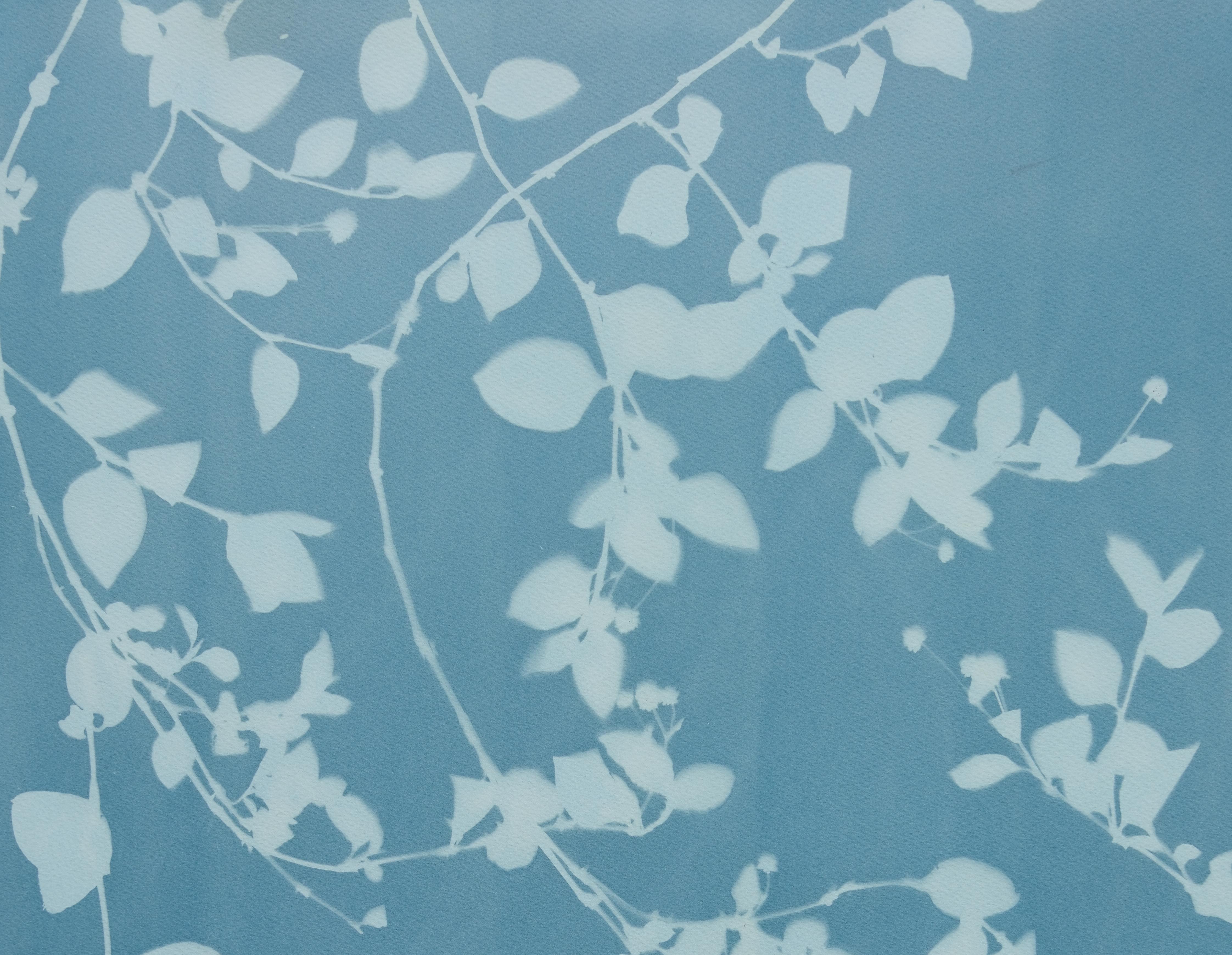 Silberne Reben II (24 x 18 Zoll Cyanotypie) (Blau), Still-Life Photograph, von Christine So