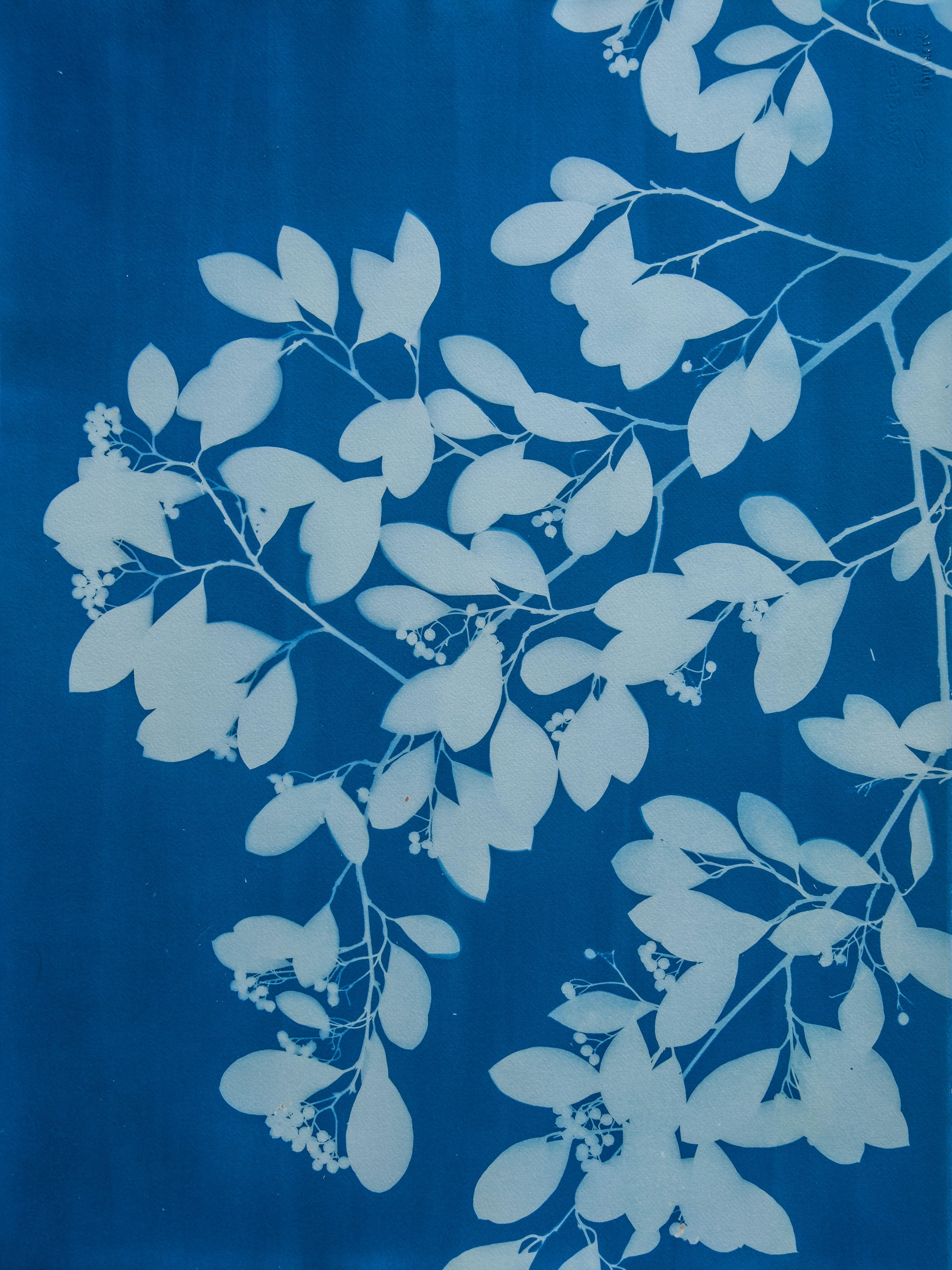 Spring Night Triptych (3 hand-printed botanical cyanotypes, 30 x 22 in. each) - Photograph by Christine So