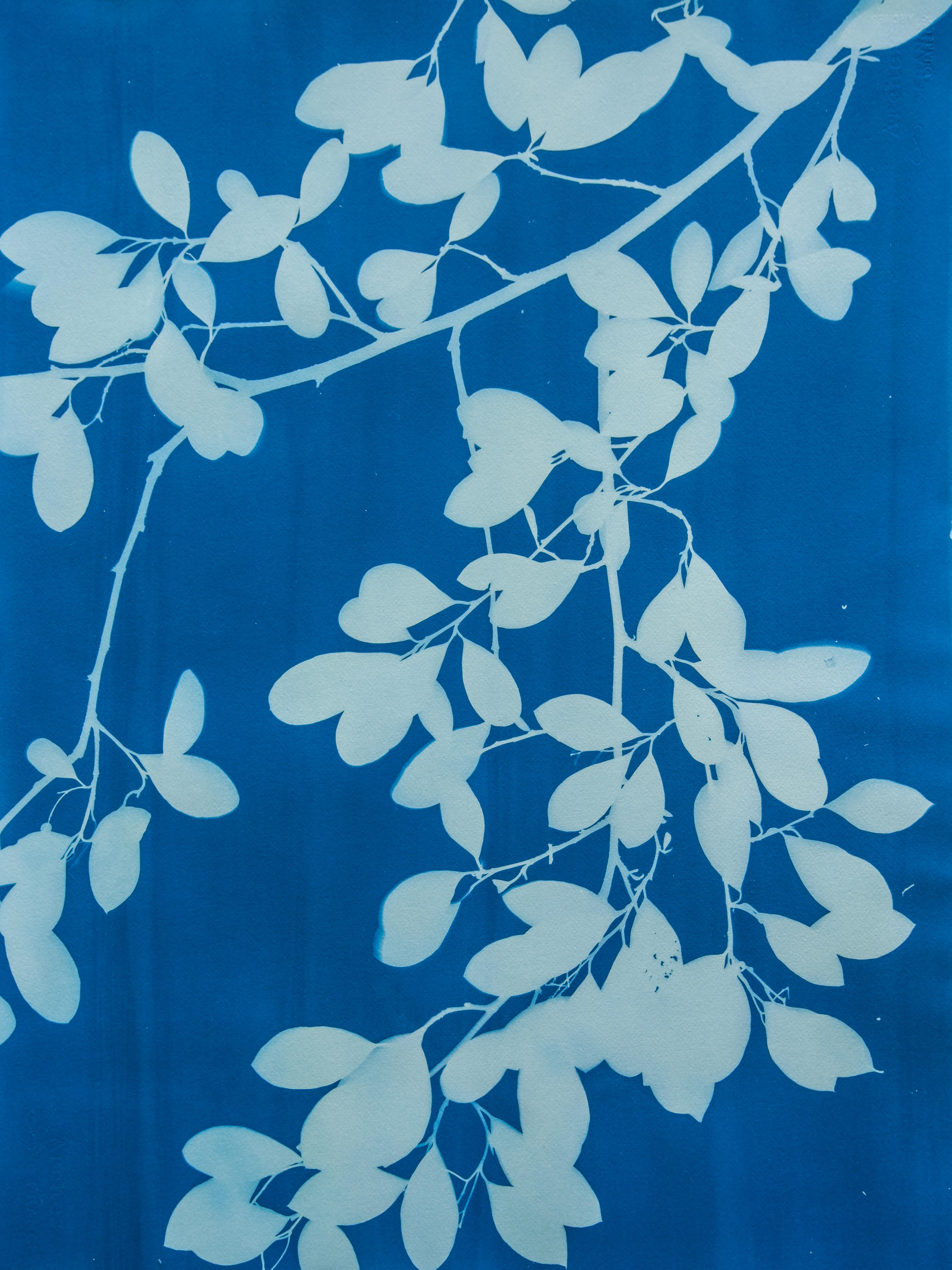 Spring Night Triptych (3 hand-printed botanical cyanotypes, 30 x 22 in. each) - Naturalistic Photograph by Christine So
