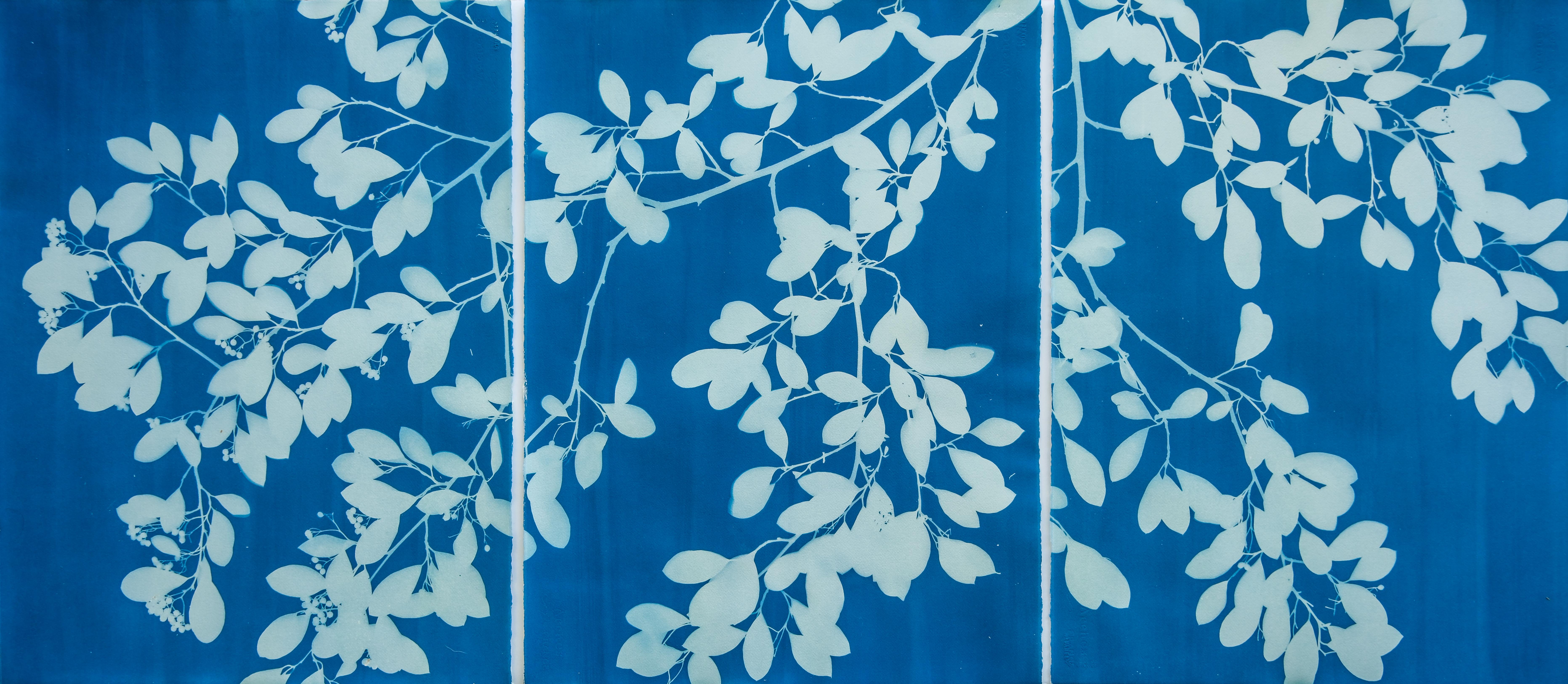 Christine So Still-Life Photograph - Spring Night Triptych (3 hand-printed botanical cyanotypes, 30 x 22 in. each)