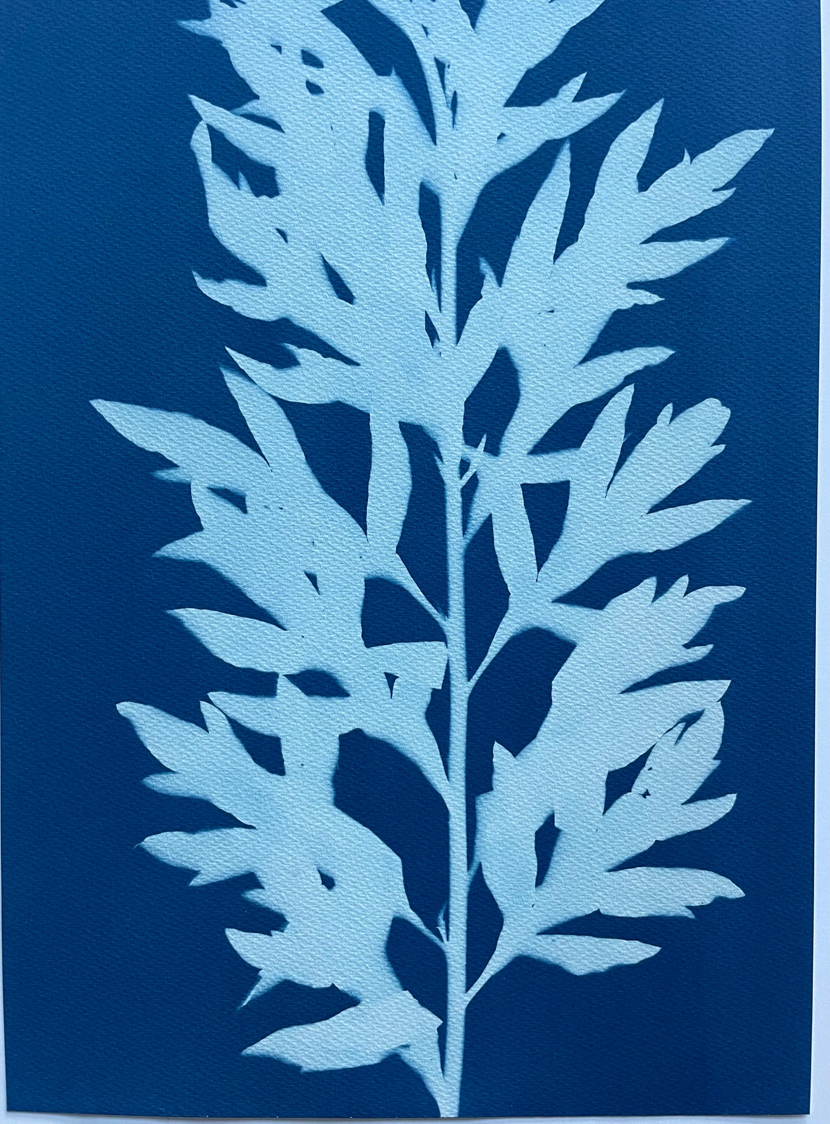 Wild Mugwort (hand-printed botanical cyanotype, 24 x 12 inches) - Print by Christine So