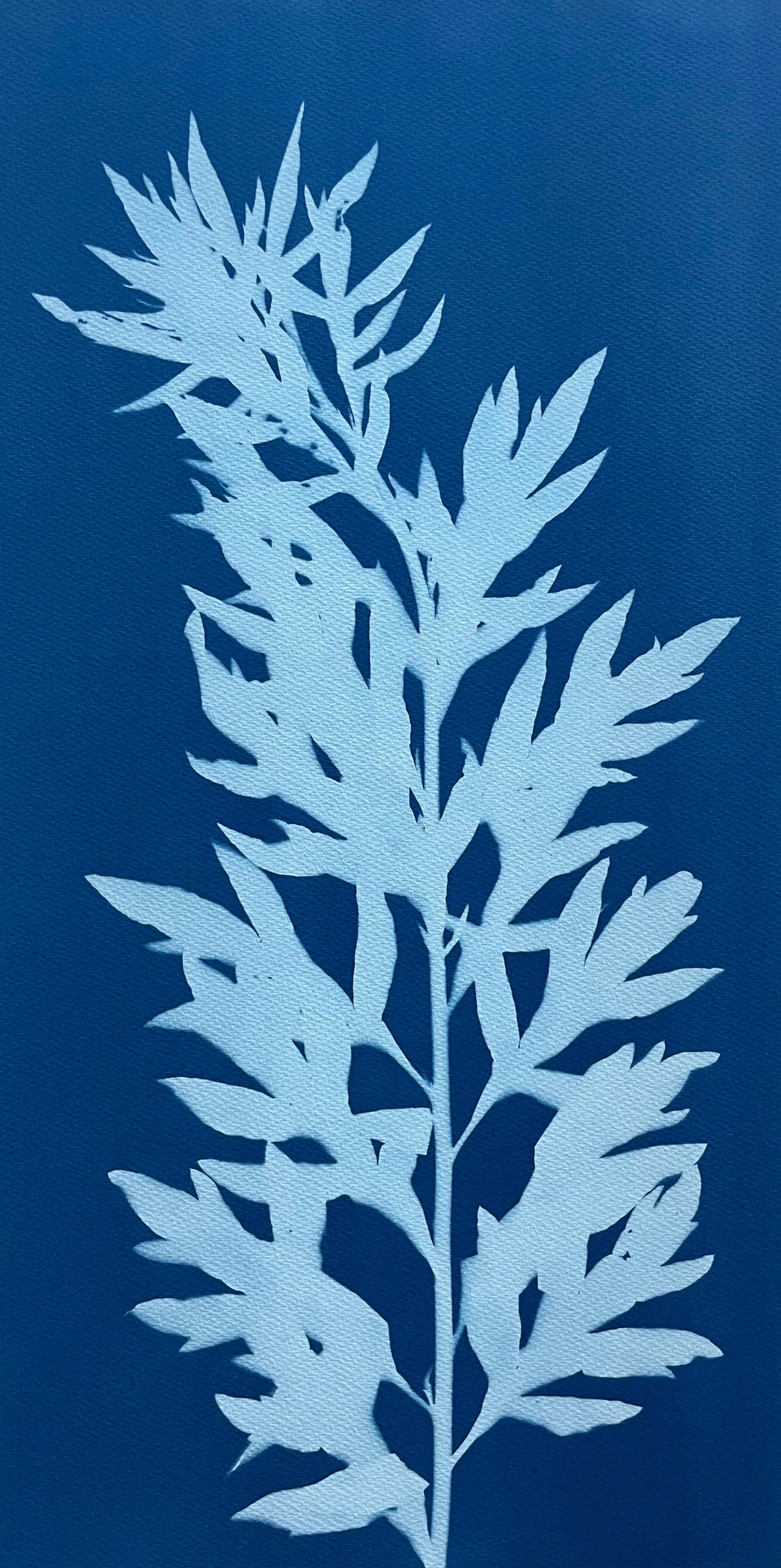 Artemisia selvatica (cianotipia botanica stampata a mano, 24 x 12 pollici)