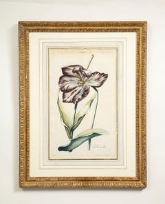 "La Nouvelle" Gravure de tulipe colorée à la main