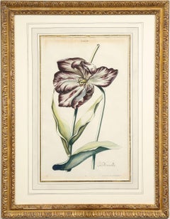 "La Nouvelle" Gravure de tulipe colorée à la main