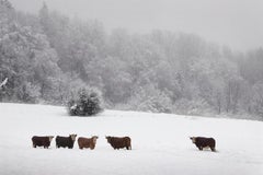 Cows in the snow by Christophe Jacrot - Winter landscape and animal photography