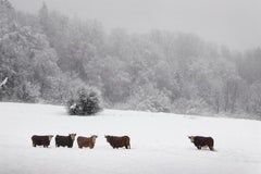 Cows in the snow by Christophe Jacrot - winter landscape and animal photography