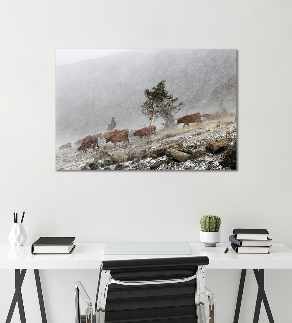 Cows in the Storm by Christophe Jacrot - Landscape photography, mountains, snowy For Sale 1